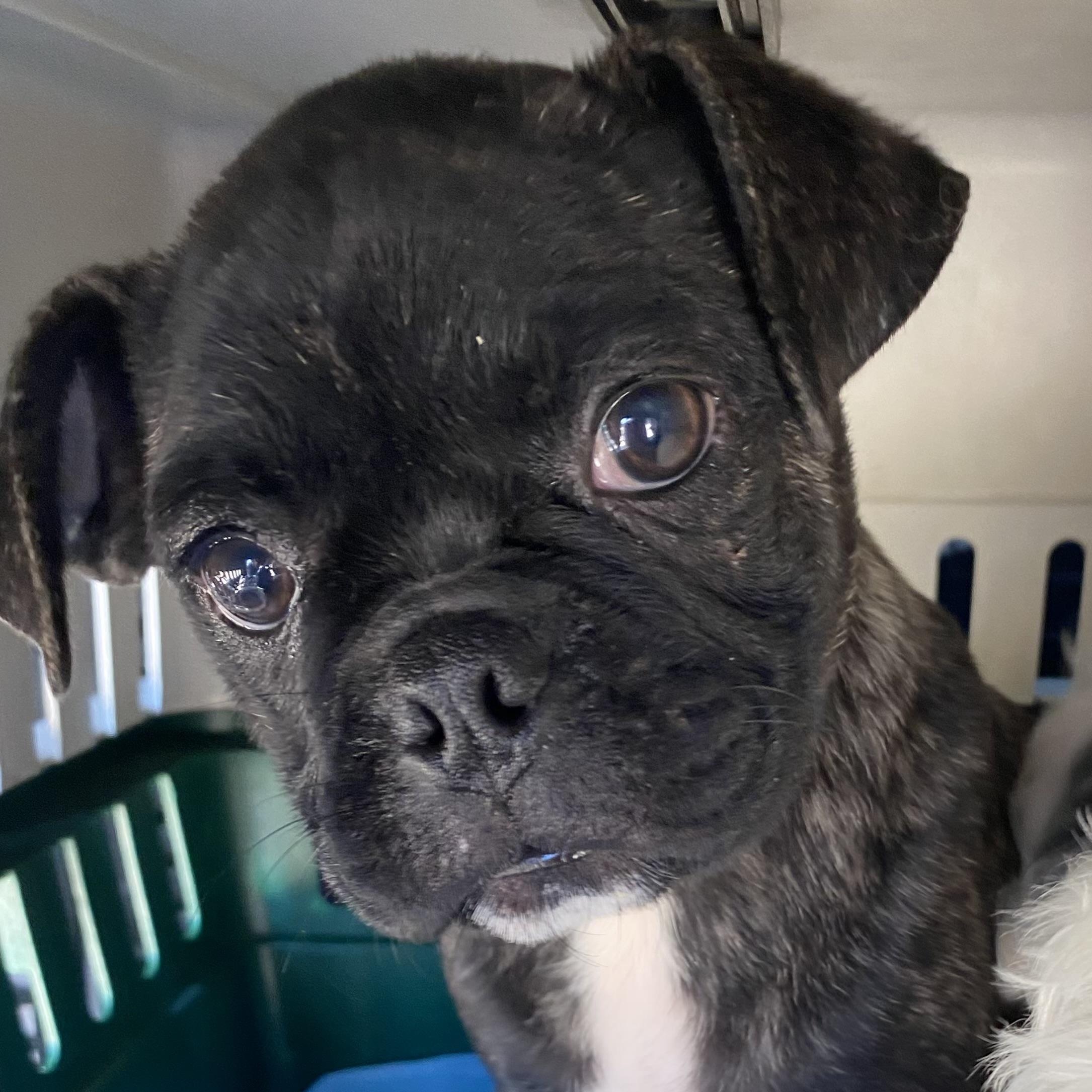 Bosco, Adopted, Puppy Male Boston Terrier & Pug.