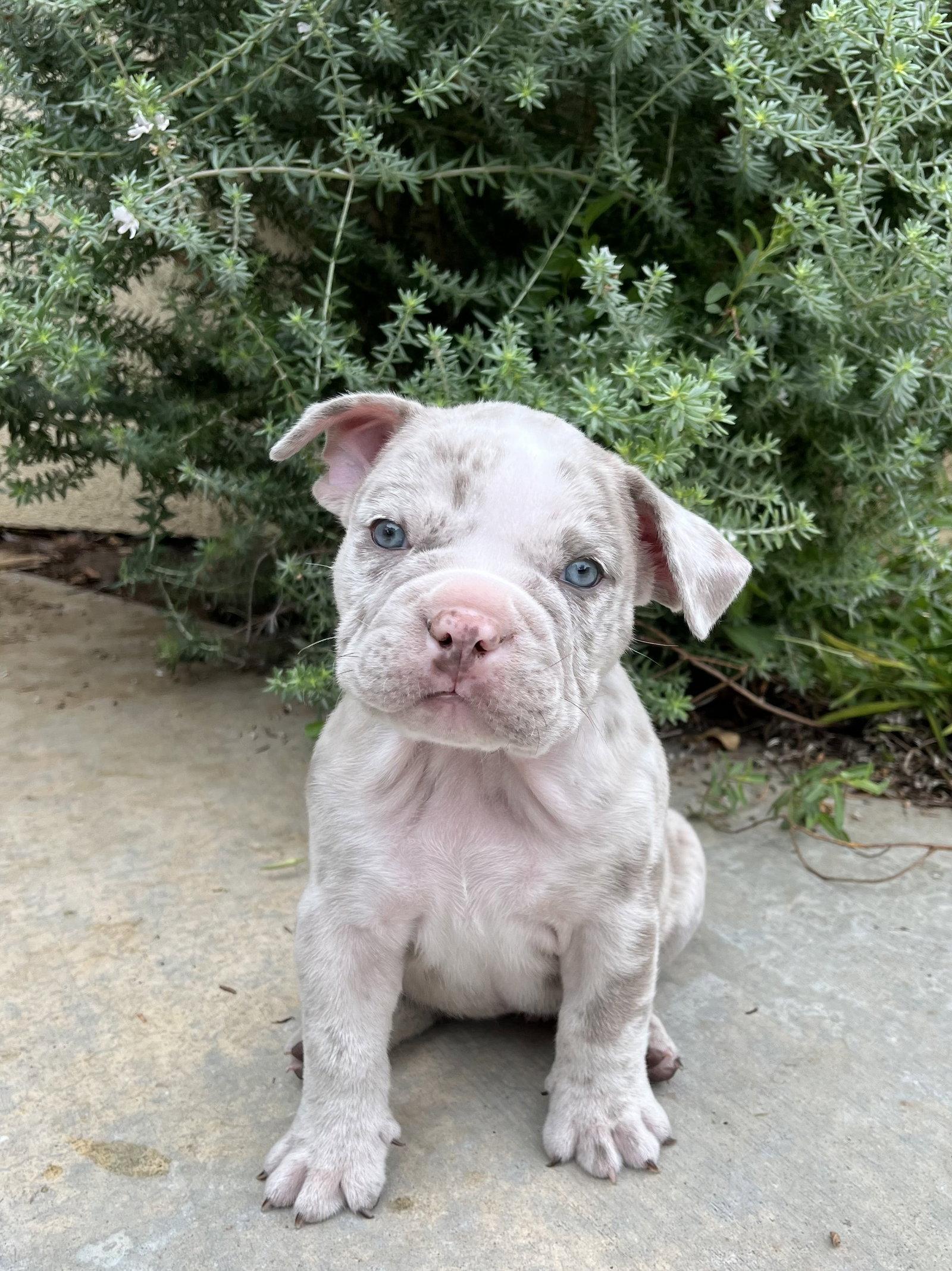 Thistle, Adopted, Puppy Male American Bulldog & French Bulldog.