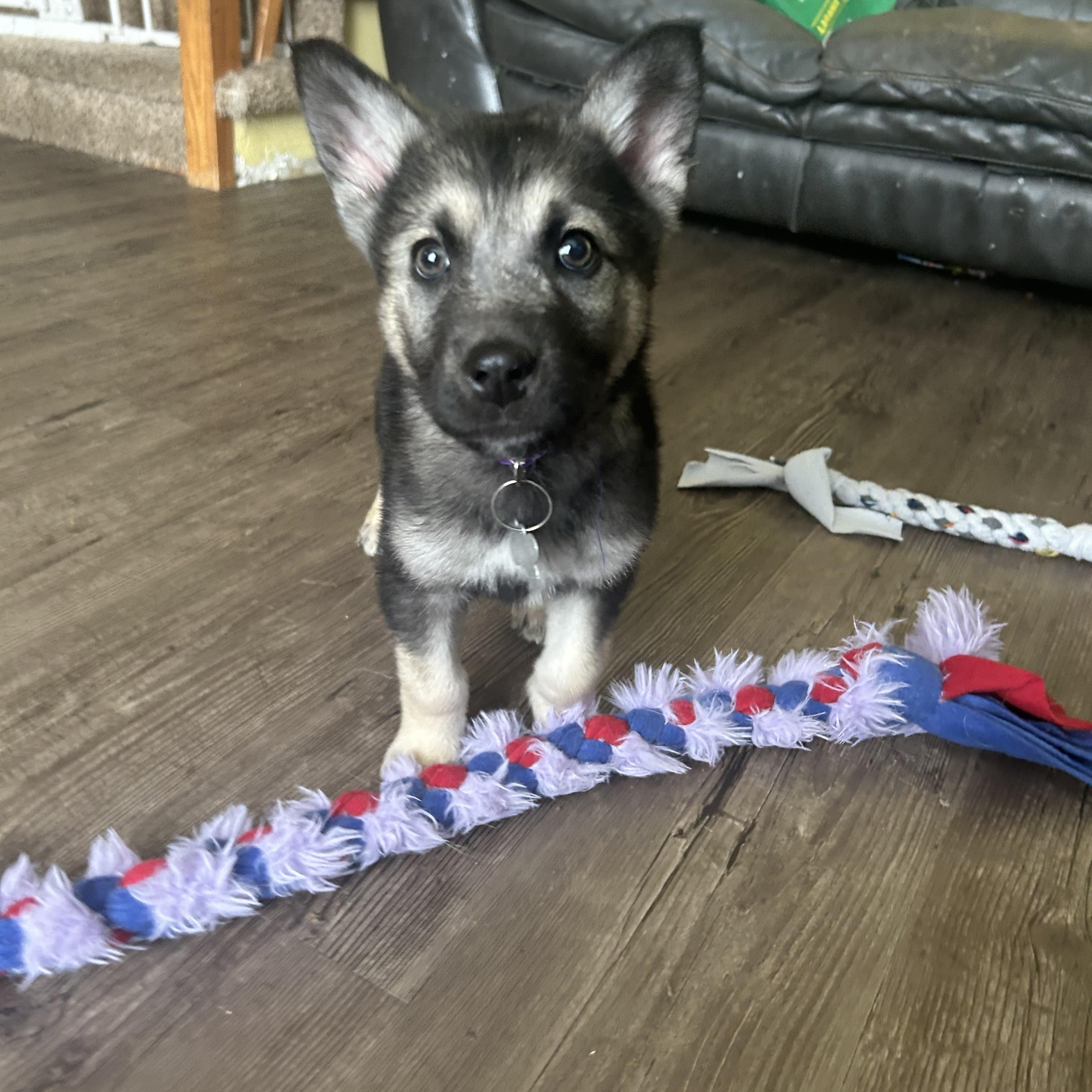 Enlarge Linden, a ADOPTABLE mixed breed in Saskatoon, SK image 2/5