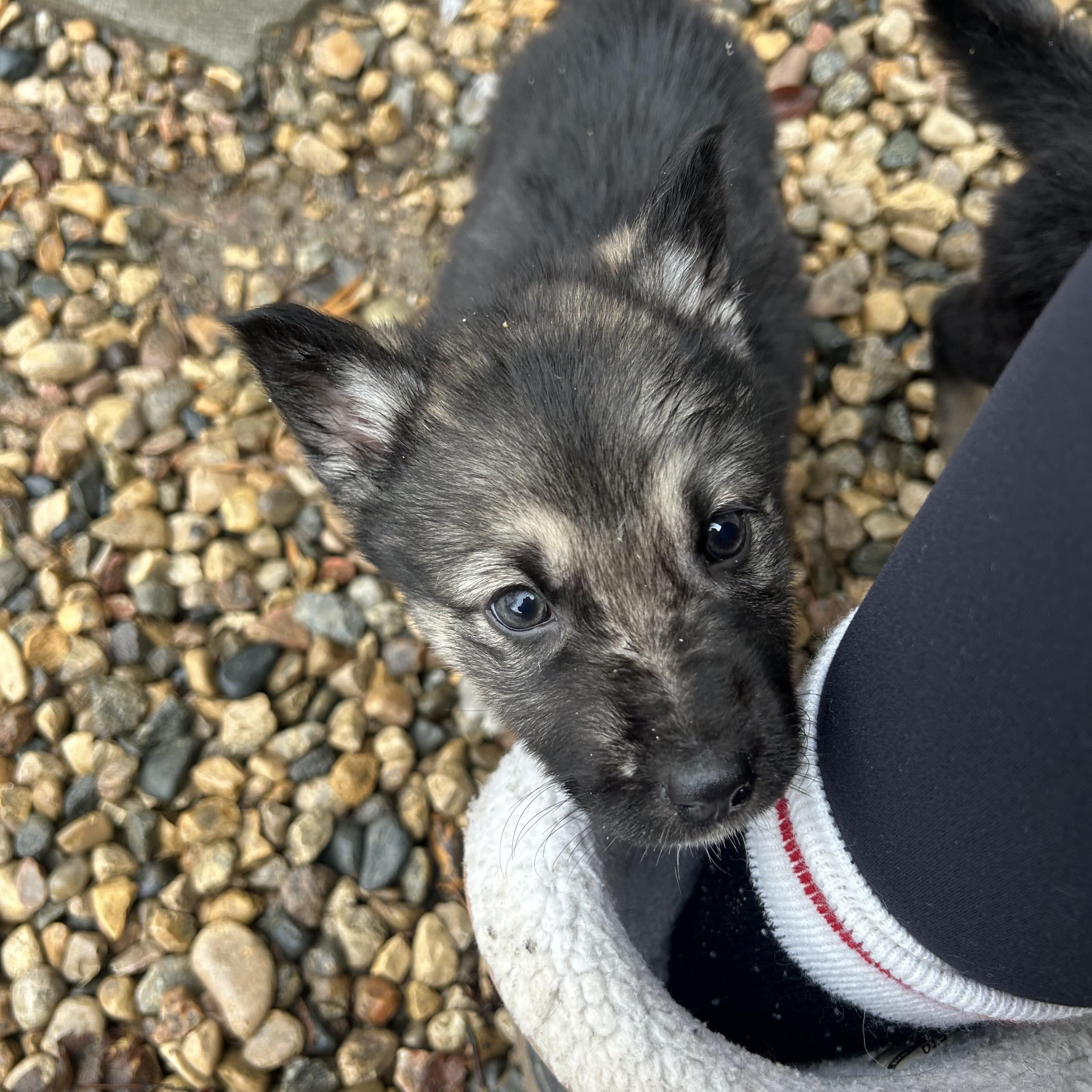 Enlarge Linden, a ADOPTABLE mixed breed in Saskatoon, SK image 4/4
