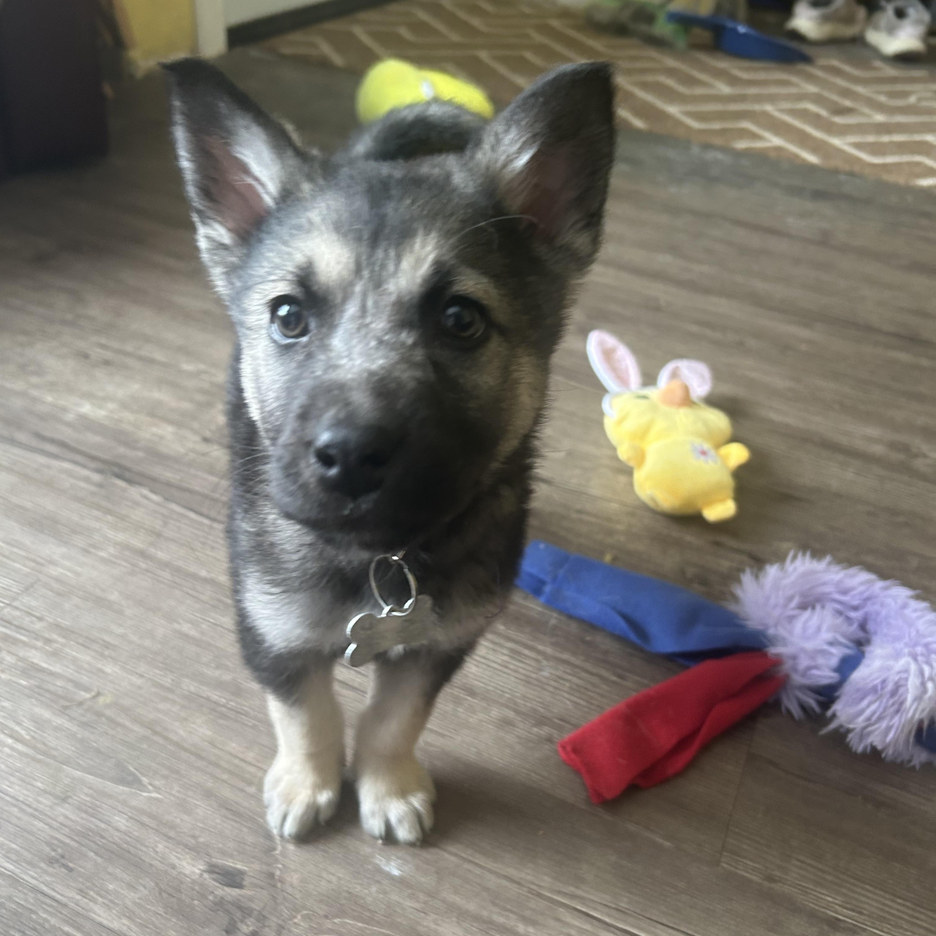 Enlarge Linden, a ADOPTABLE mixed breed in Saskatoon, SK image 4/5