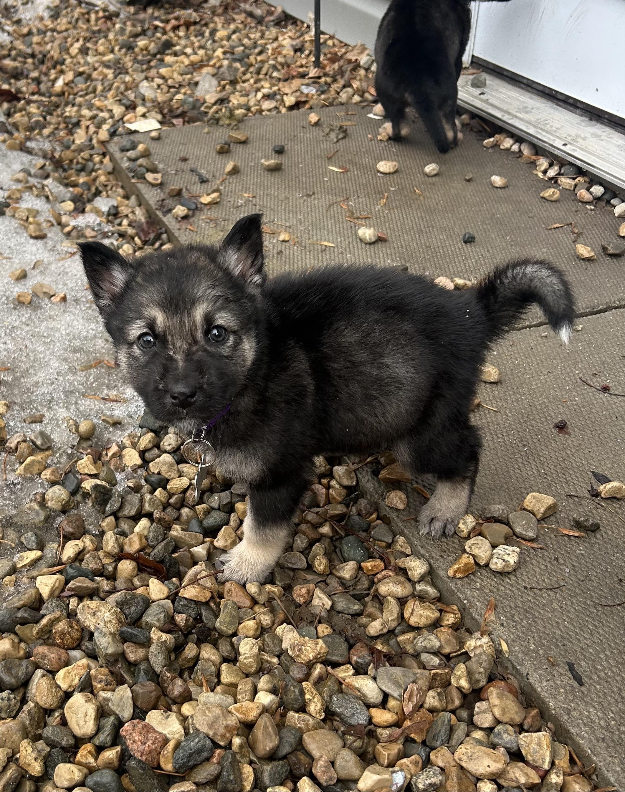 Enlarge Linden, a ADOPTABLE mixed breed in Saskatoon, SK image 3/4