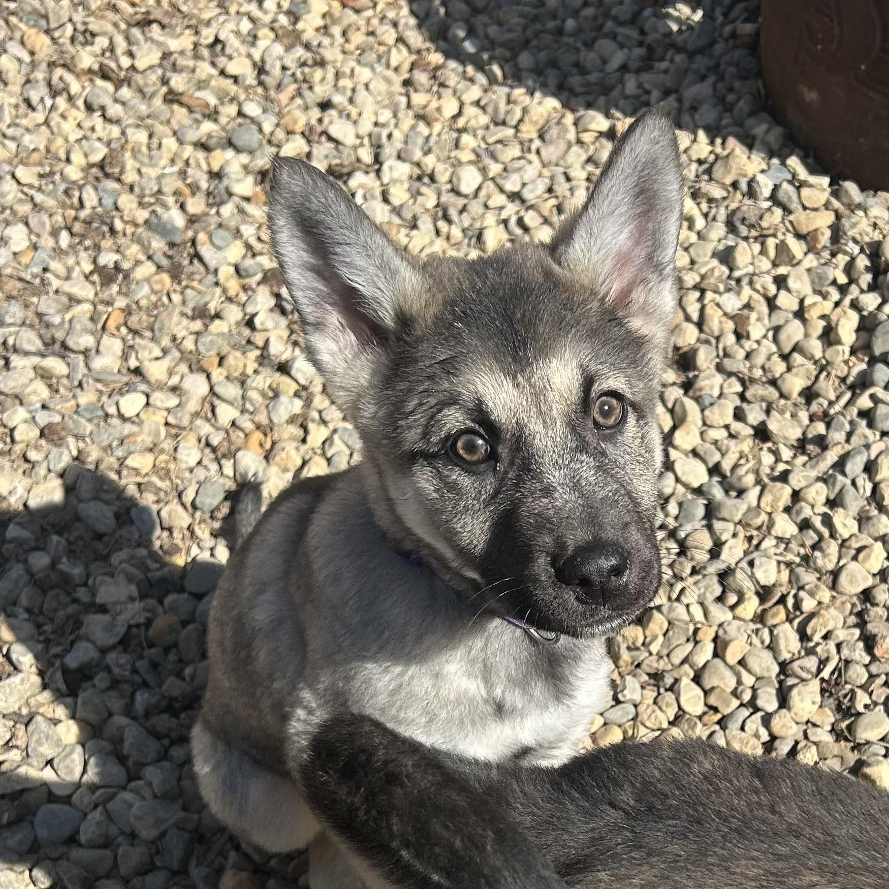 Lindin, ADOPTABLE, Puppy Male Mixed Breed.