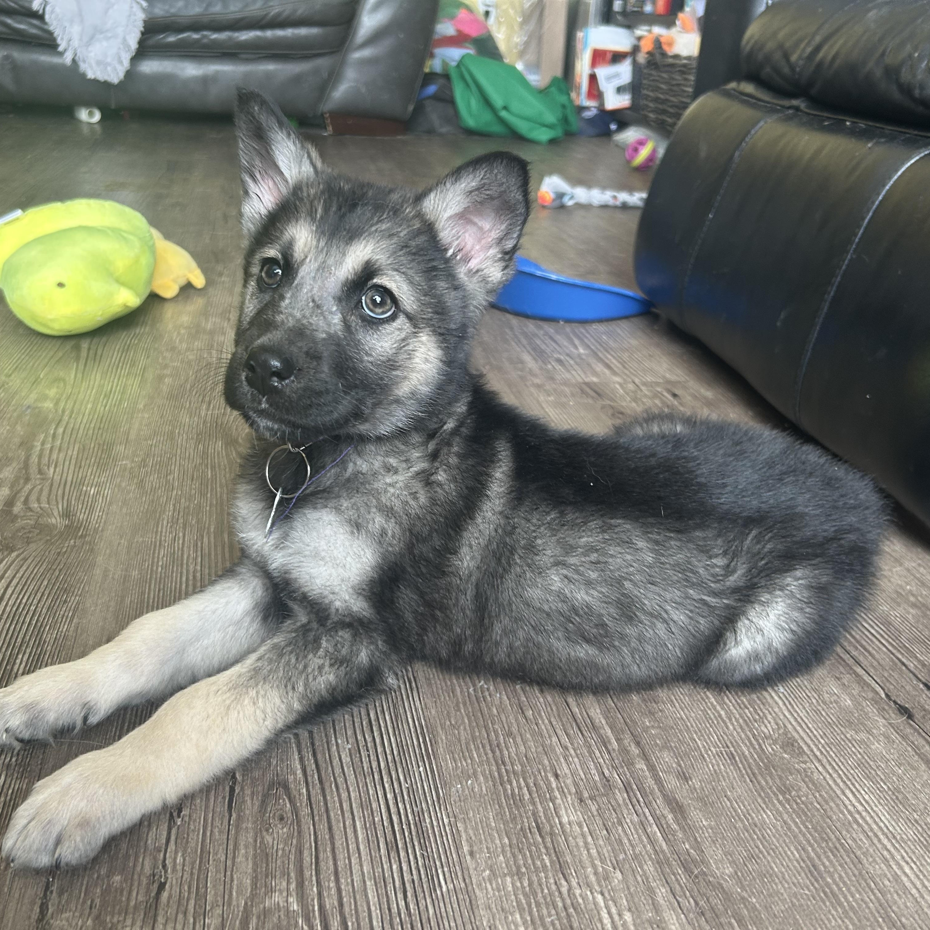 Enlarge Linden, a ADOPTABLE mixed breed in Saskatoon, SK image 1/5