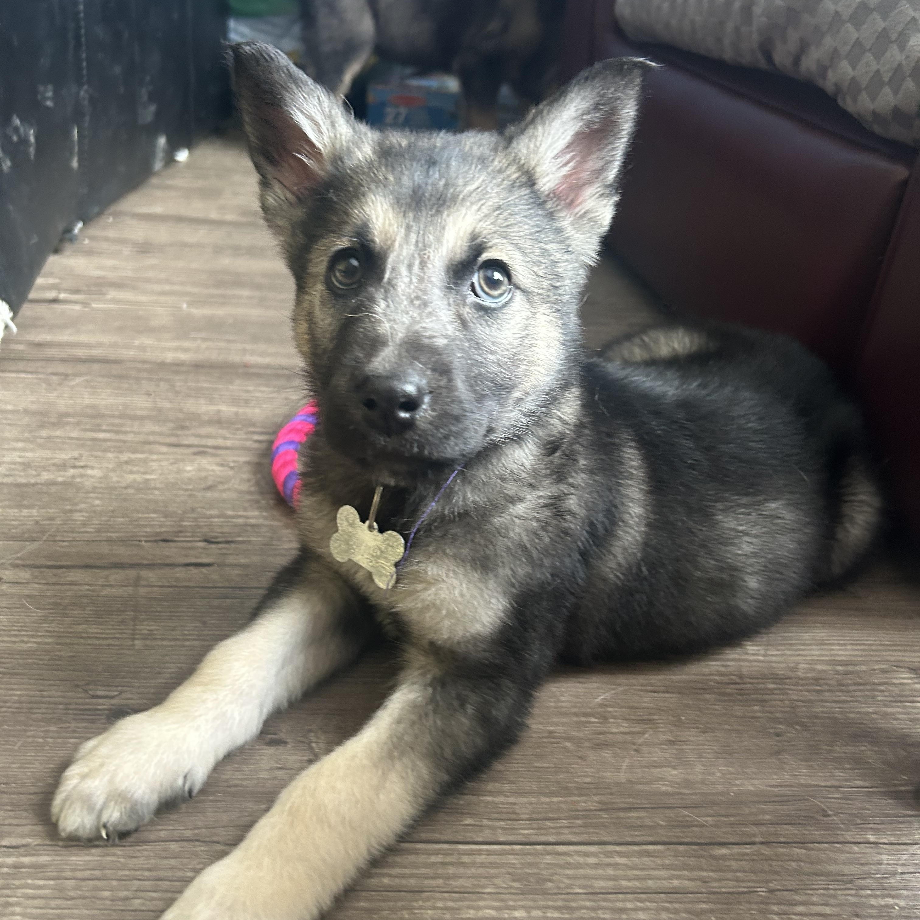 Linden, ADOPTABLE, Puppy Male Mixed Breed.