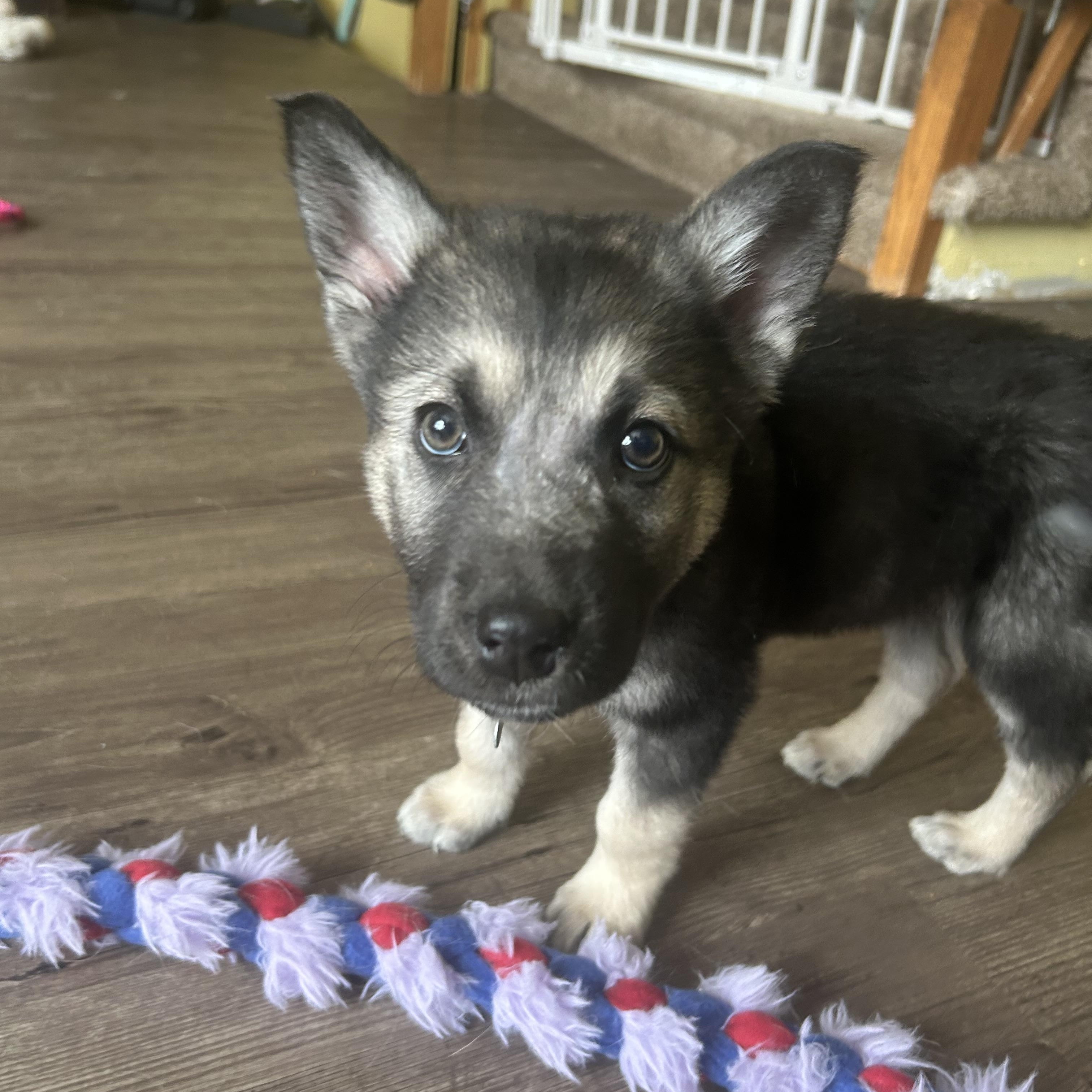 Enlarge Linden, a ADOPTABLE mixed breed in Saskatoon, SK image 3/5