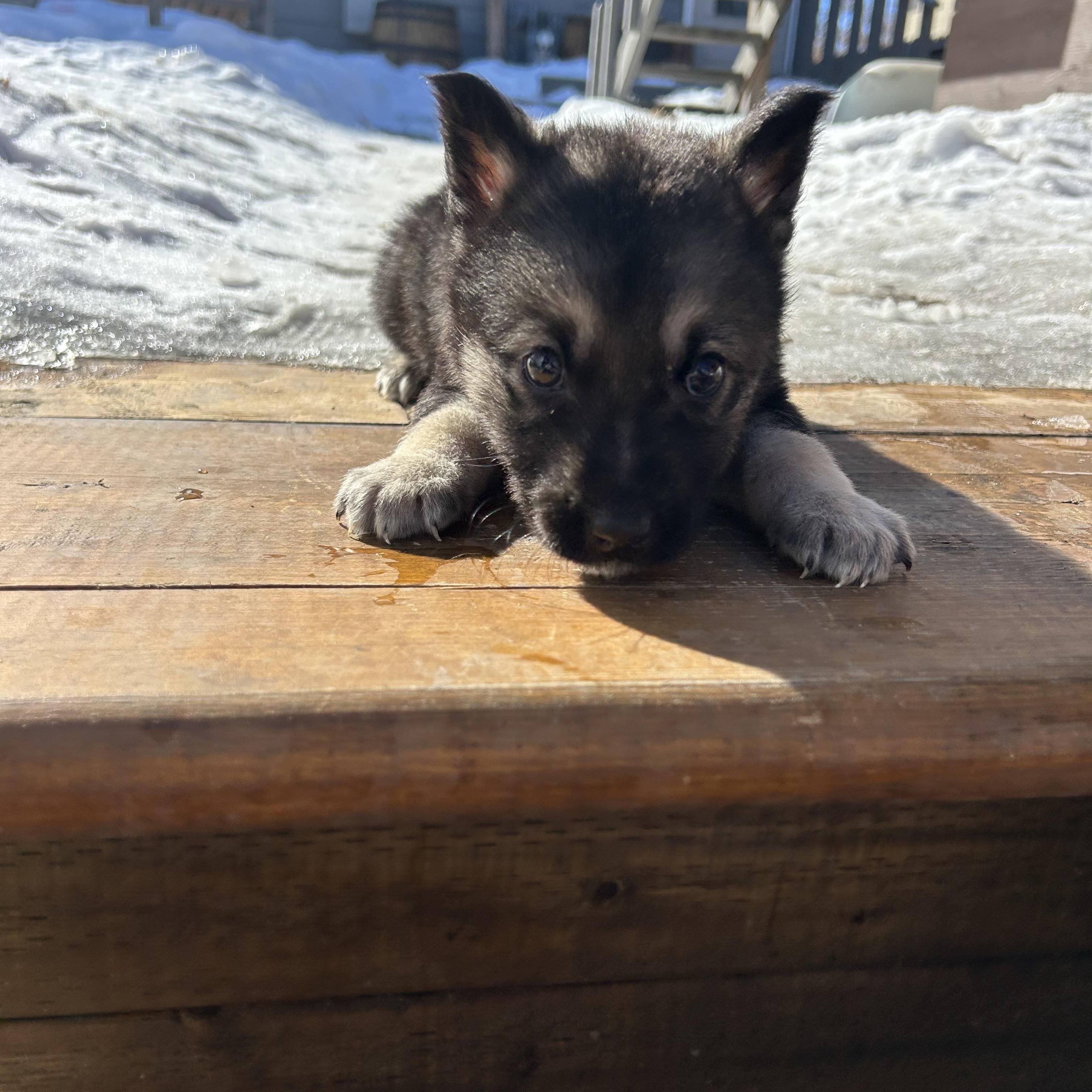 Linden, ADOPTABLE, Puppy Male Mixed Breed.