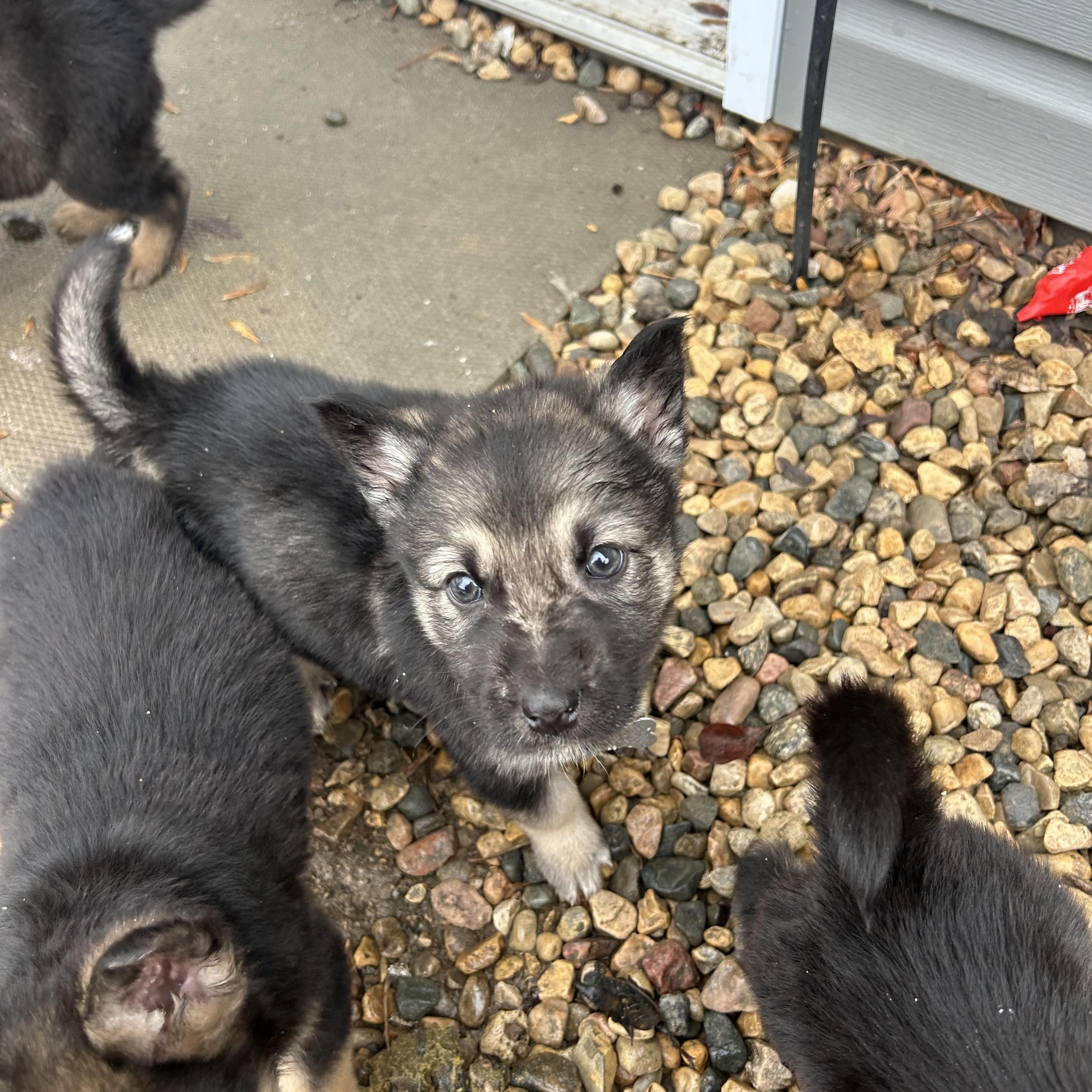 Enlarge Linden, a ADOPTABLE mixed breed in Saskatoon, SK image 2/4