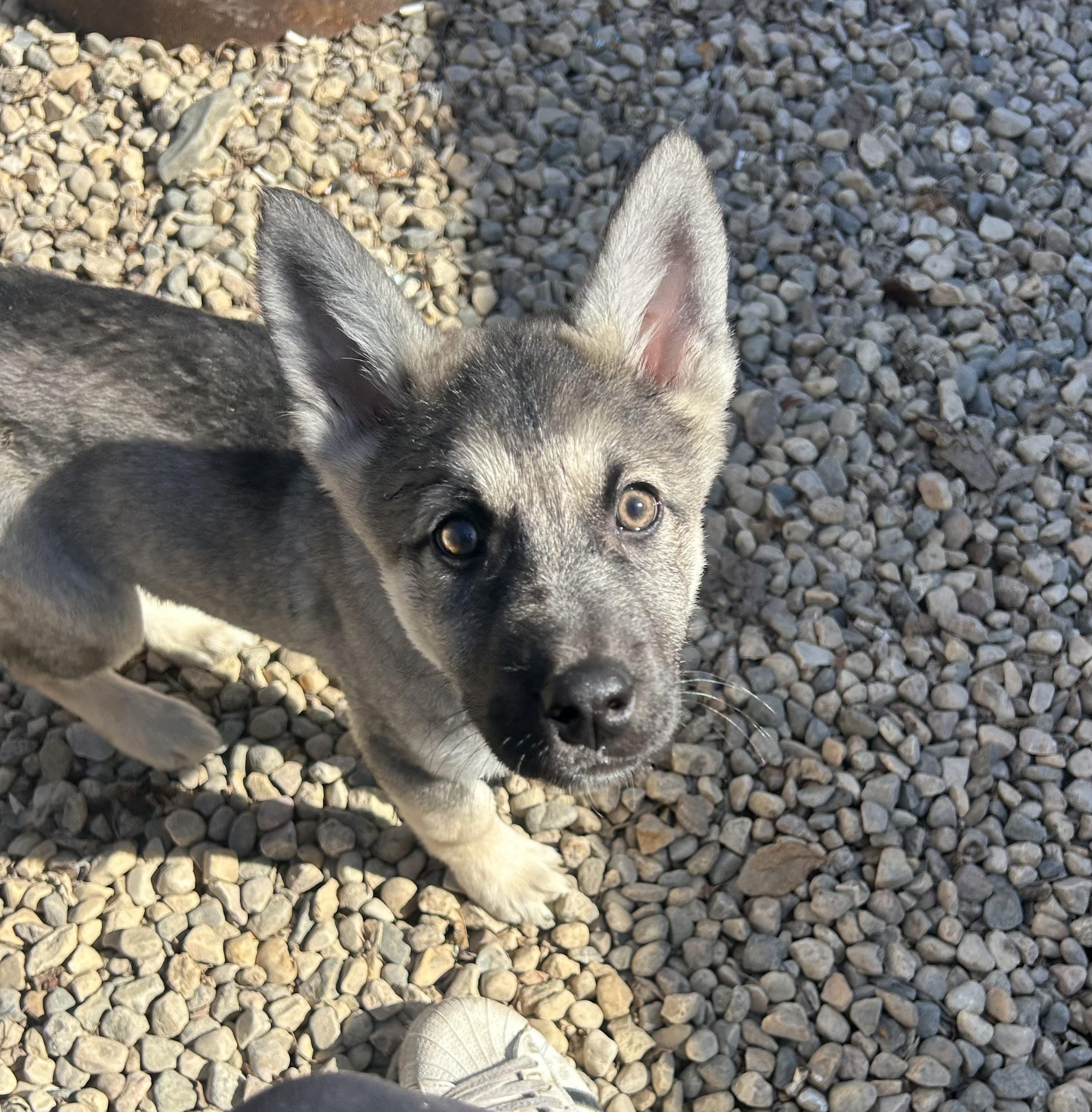 Enlarge Lindin, a ADOPTABLE mixed breed in Saskatoon, SK image 5/5