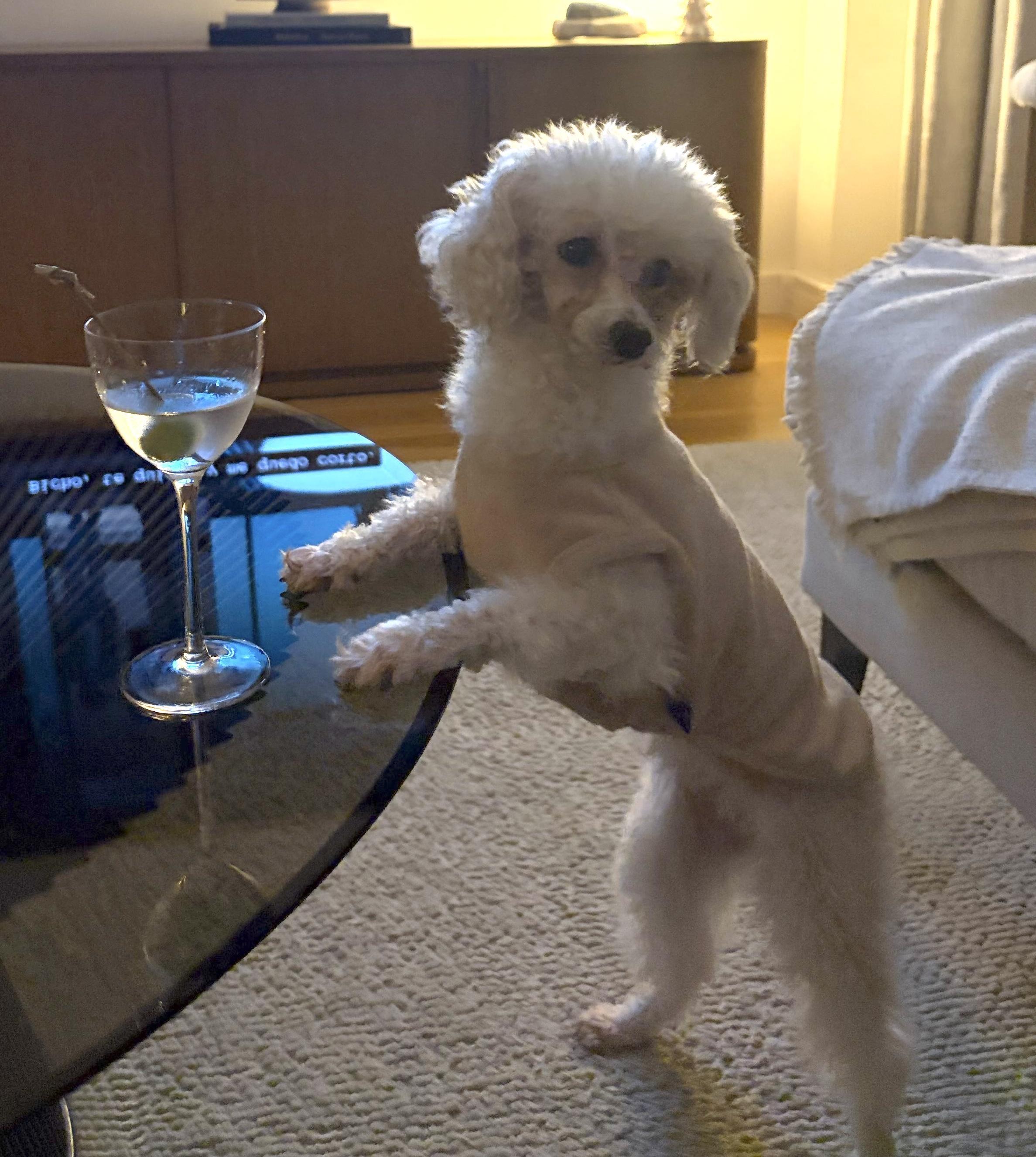 Enlarge Aisha, a Adoptable mixed breed in Brooklyn, NY image 2/6