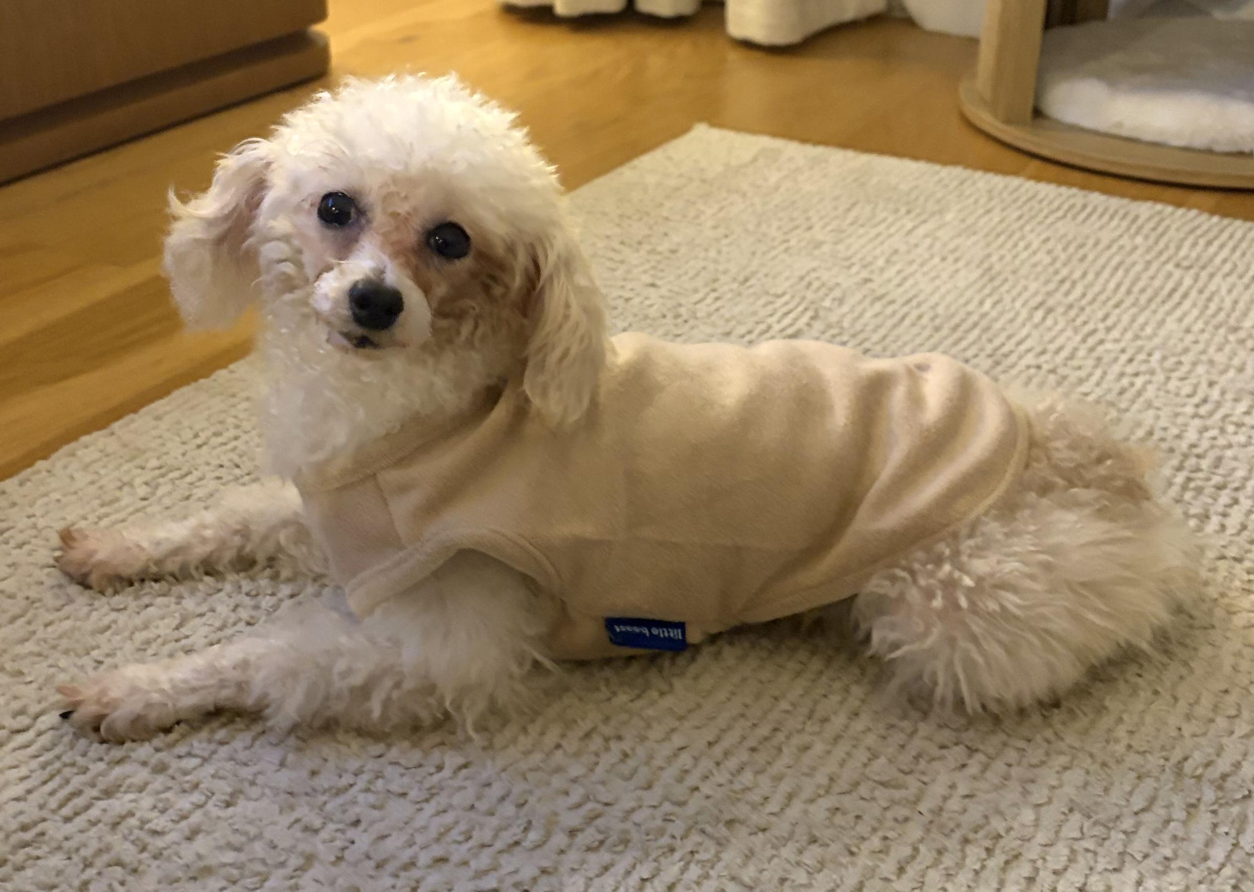 Enlarge Aisha, a Adoptable mixed breed in Brooklyn, NY image 5/6