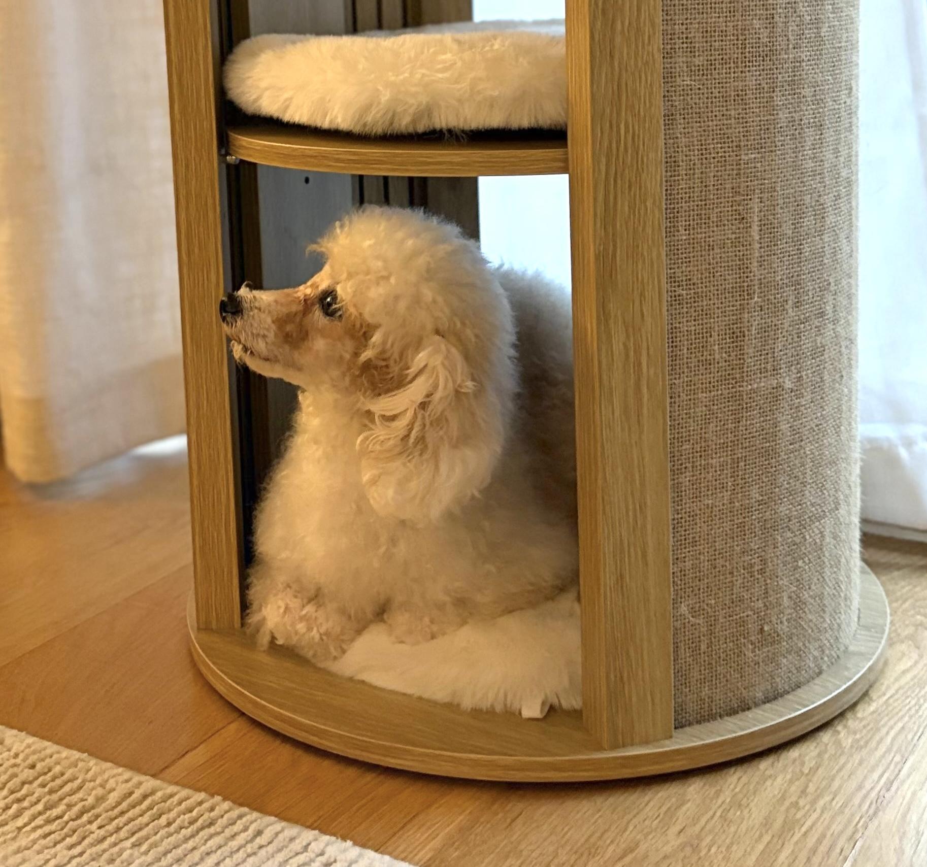 Enlarge Aisha, a Adoptable mixed breed in Brooklyn, NY image 6/6