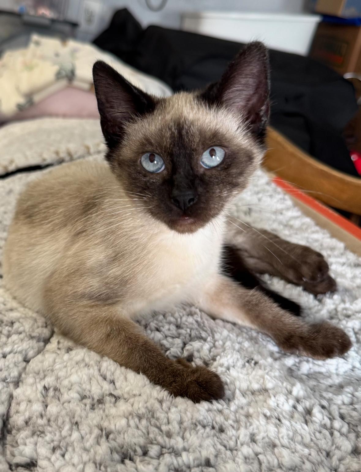 Felix , adopted, Young Male Siamese.