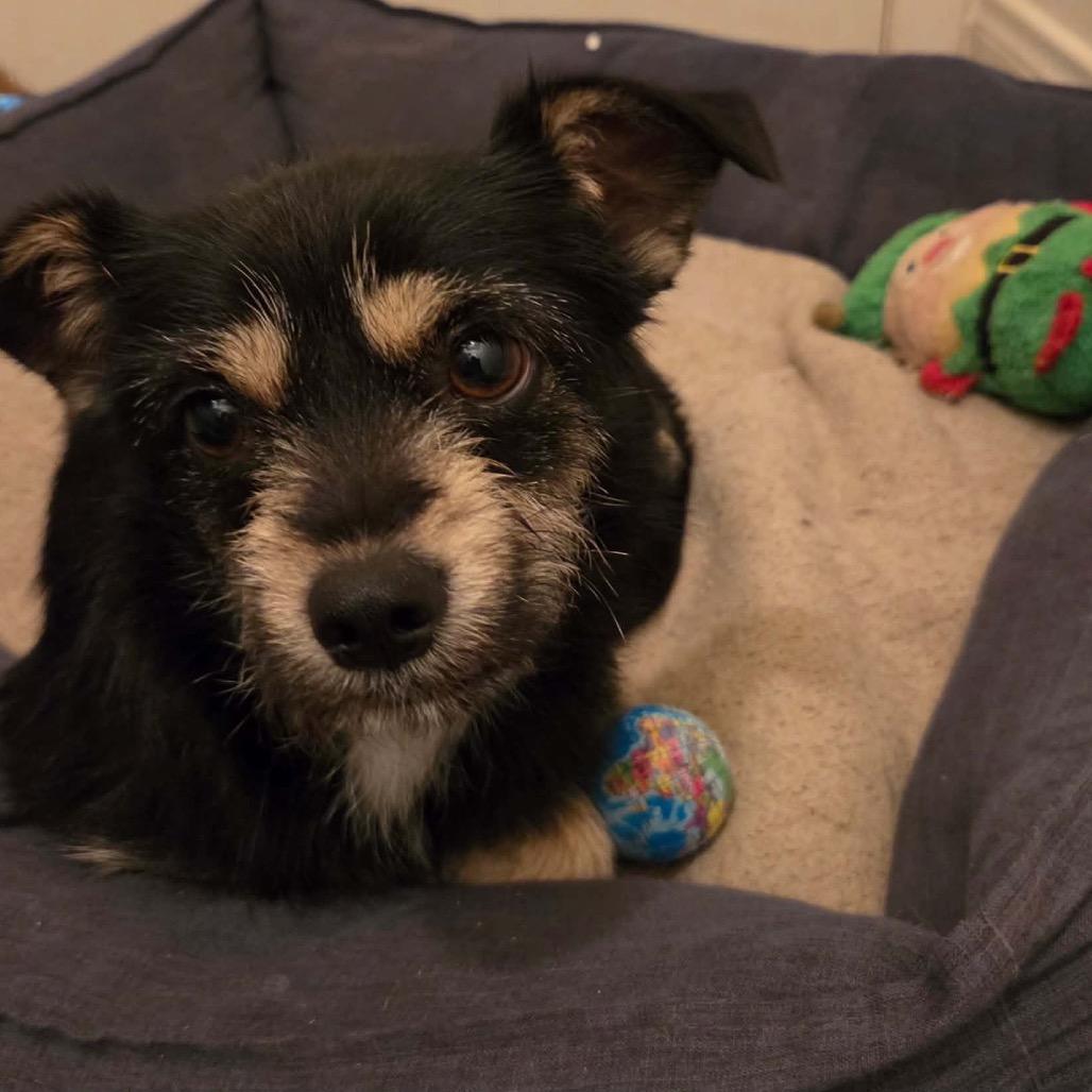 Luna (bonded pair with Hope), Adoptable, Adult Female Terrier.