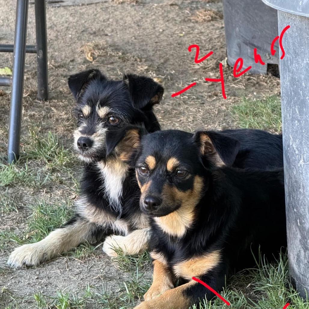 Enlarge Luna (bonded pair with Hope), a Adoptable Terrier in Ferndale, WA image 2/3