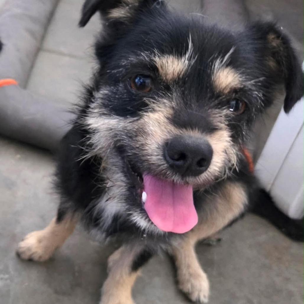 Enlarge Luna (bonded pair with Hope), a Adoptable Terrier in Ferndale, WA image 3/3