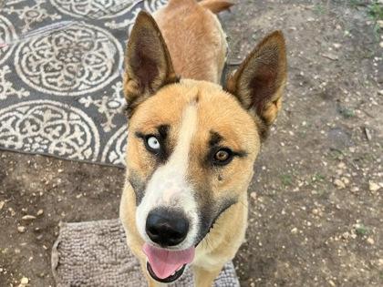 Stitch, Adult Male Mixed Breed