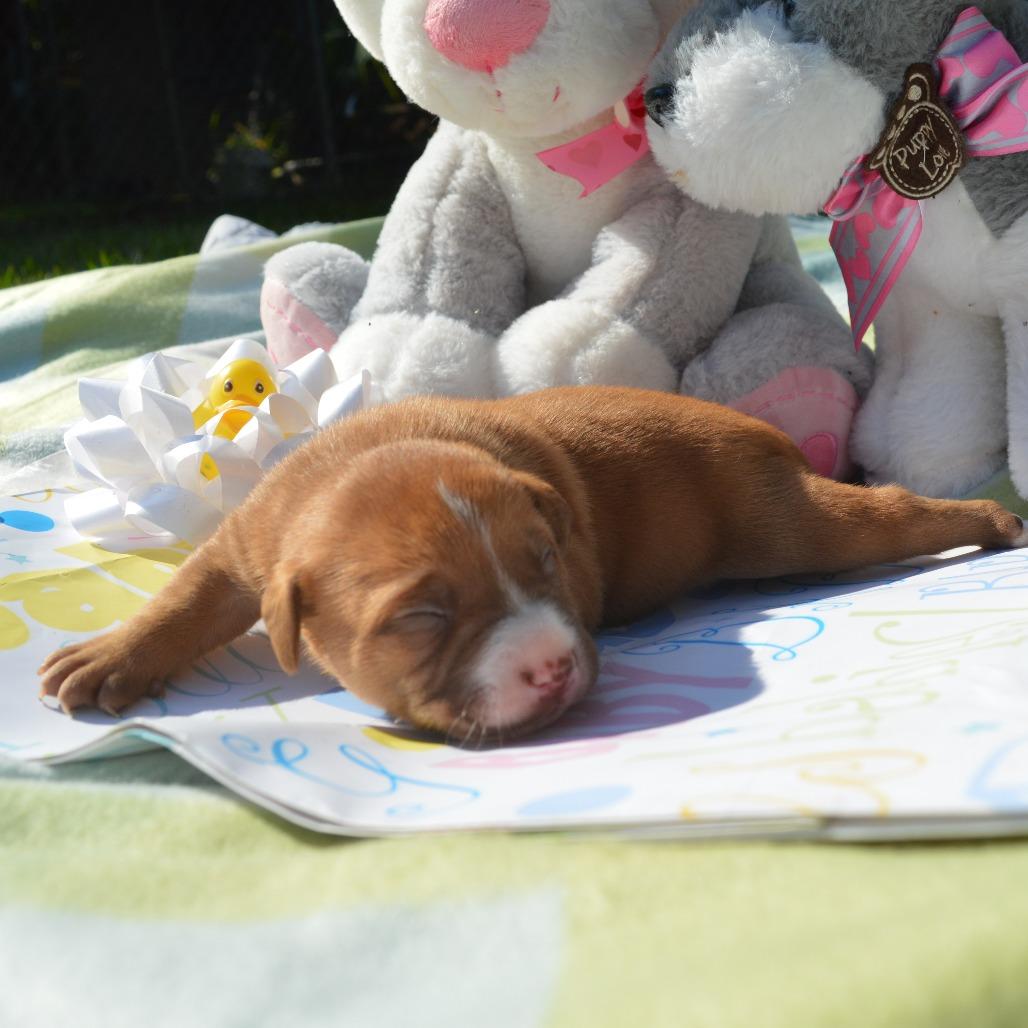 Dexter-  Pup 3, Adoptable, Puppy Male Retriever.