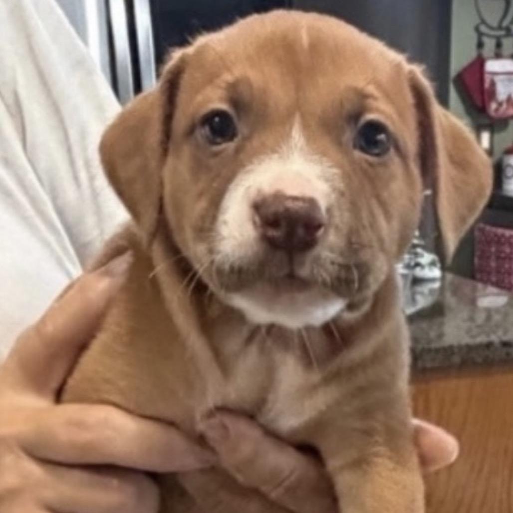 Dexter- Pup 3, a Adoptable Retriever in Enterprise, AL image 2/2
