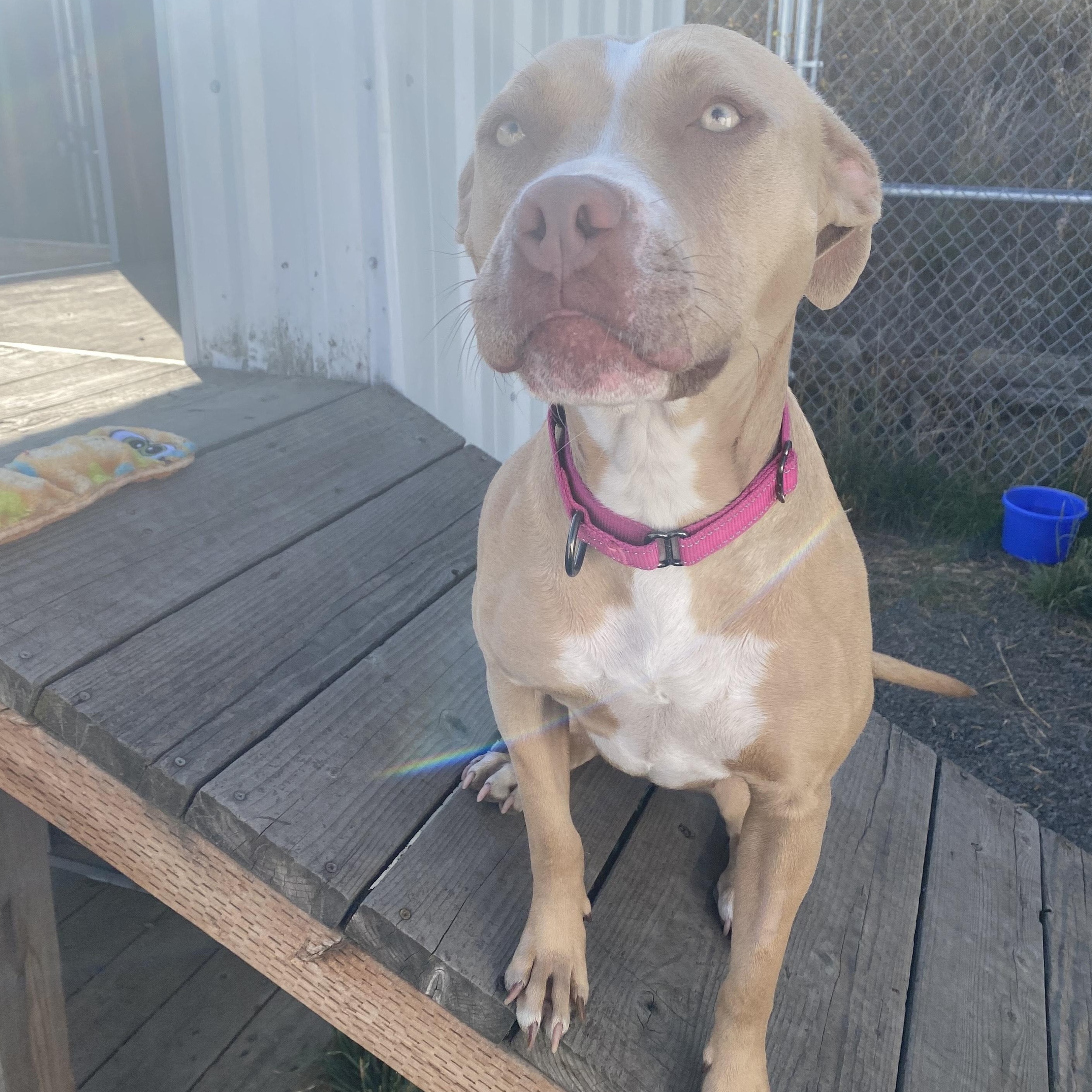 Theodora, a Adopted mixed breed in Moscow, ID image 1/5