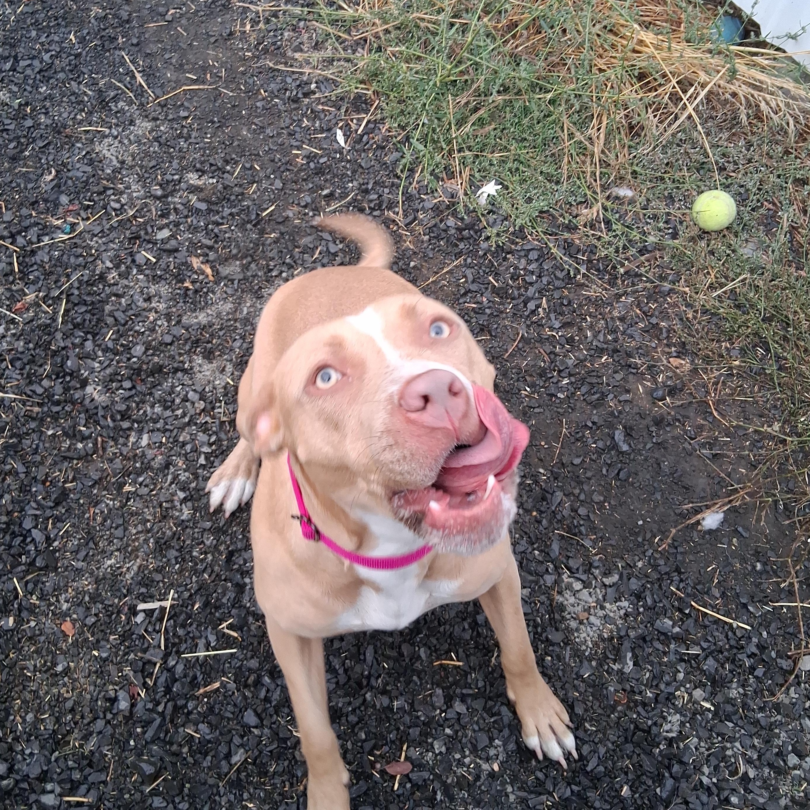 Theodora, a Adopted mixed breed in Moscow, ID image 2/5