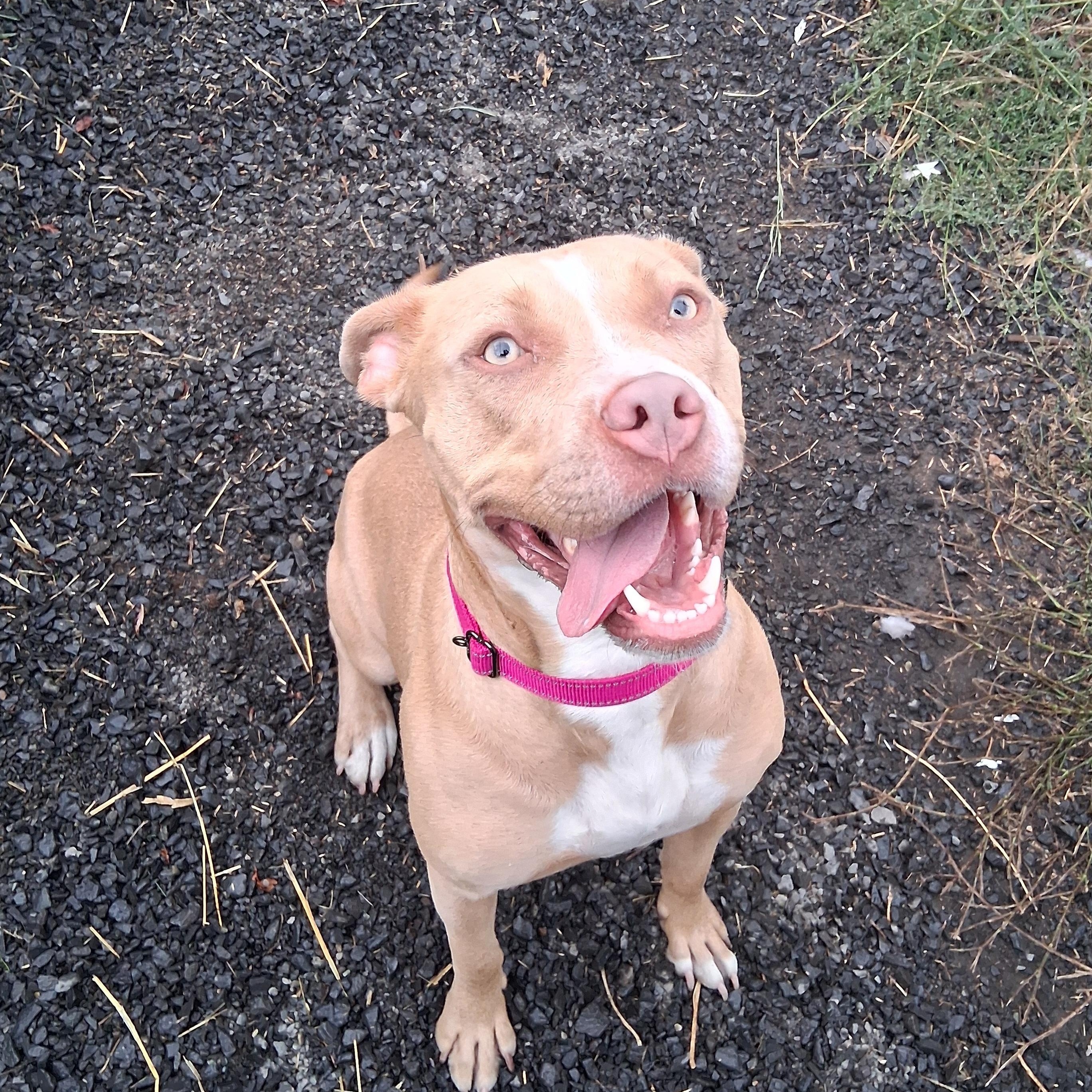 Theodora, a Adopted mixed breed in Moscow, ID image 4/5