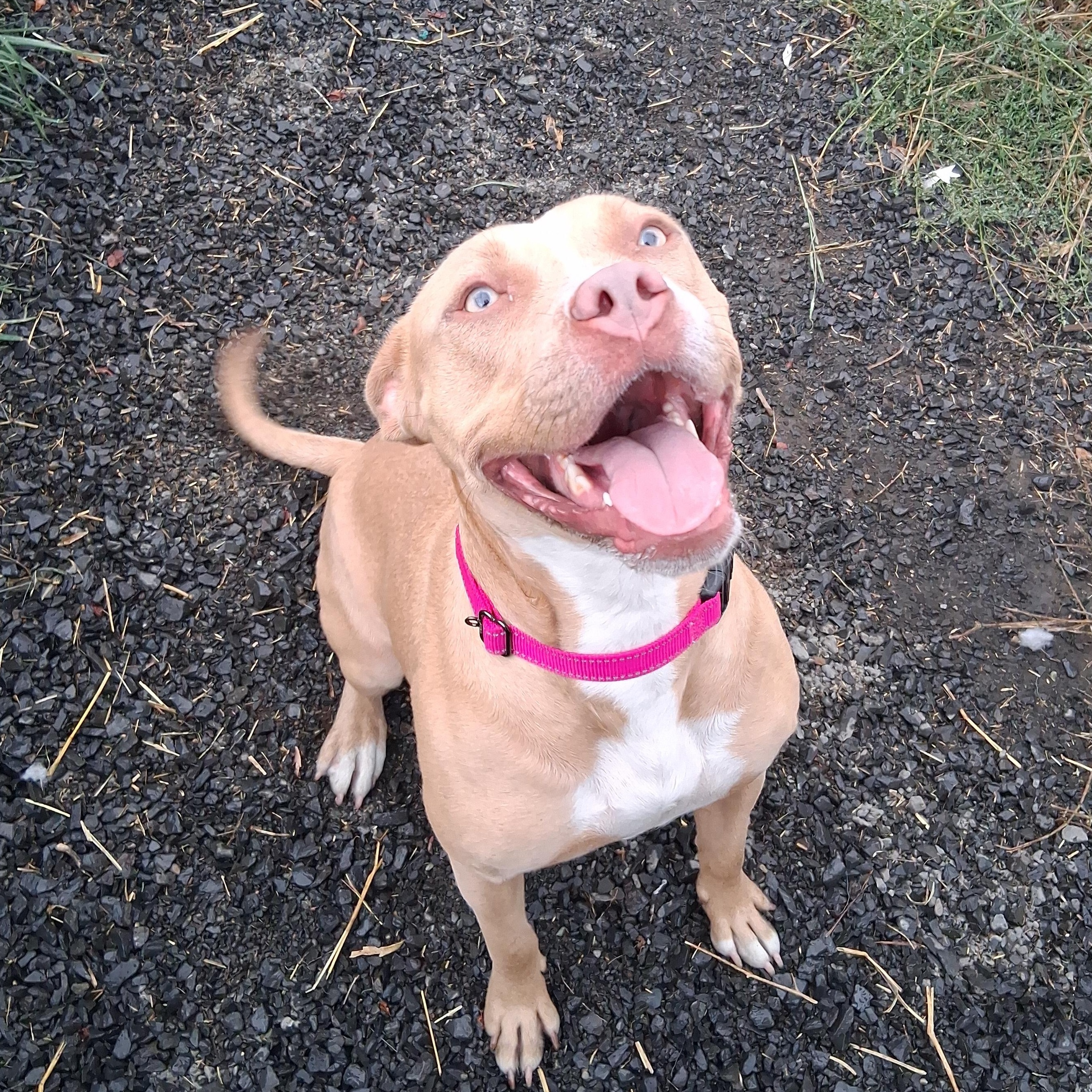 Theodora, a Adopted mixed breed in Moscow, ID image 5/5