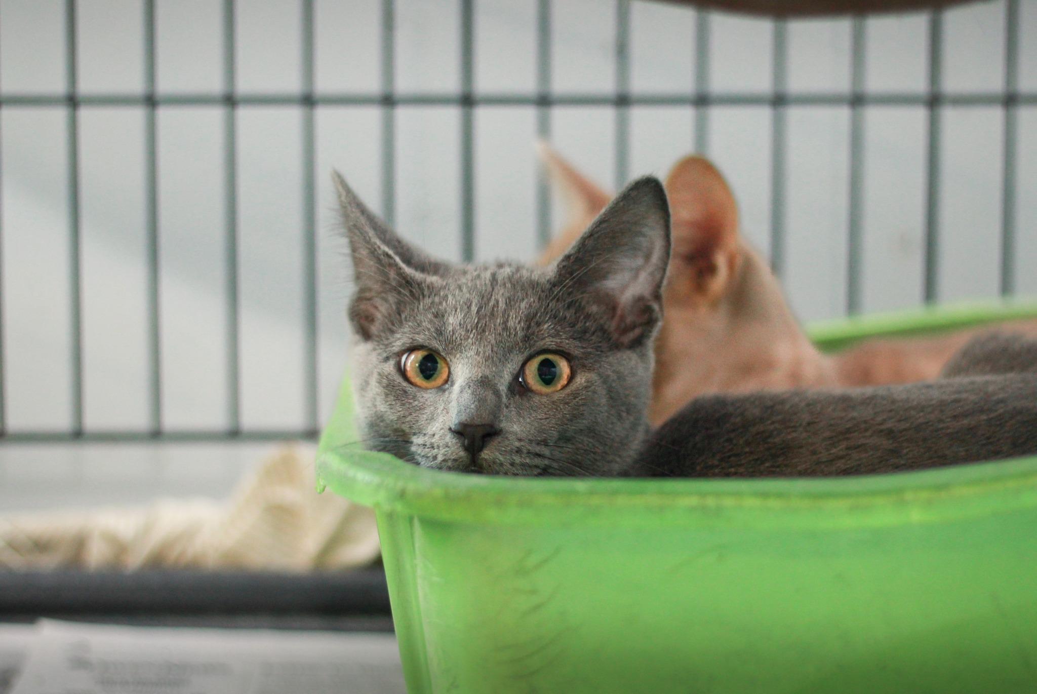 Enlarge Trista, a Adoptable Domestic Short Hair in Spencer, IN image 1/1