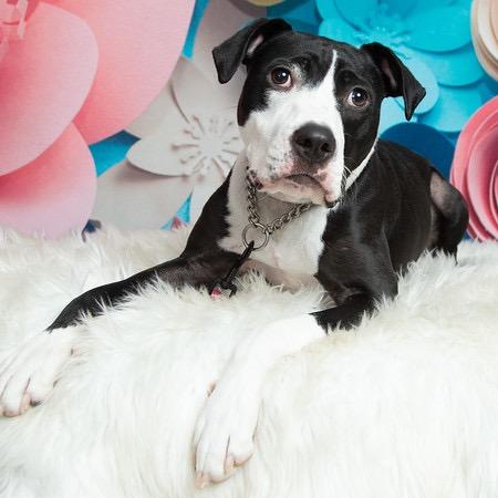 Phoebe, Adoptable, Adult Female Pit Bull Terrier.