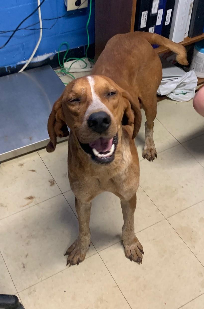 Enlarge Rusty, a Adopted mixed breed in McArthur, OH image 1/5