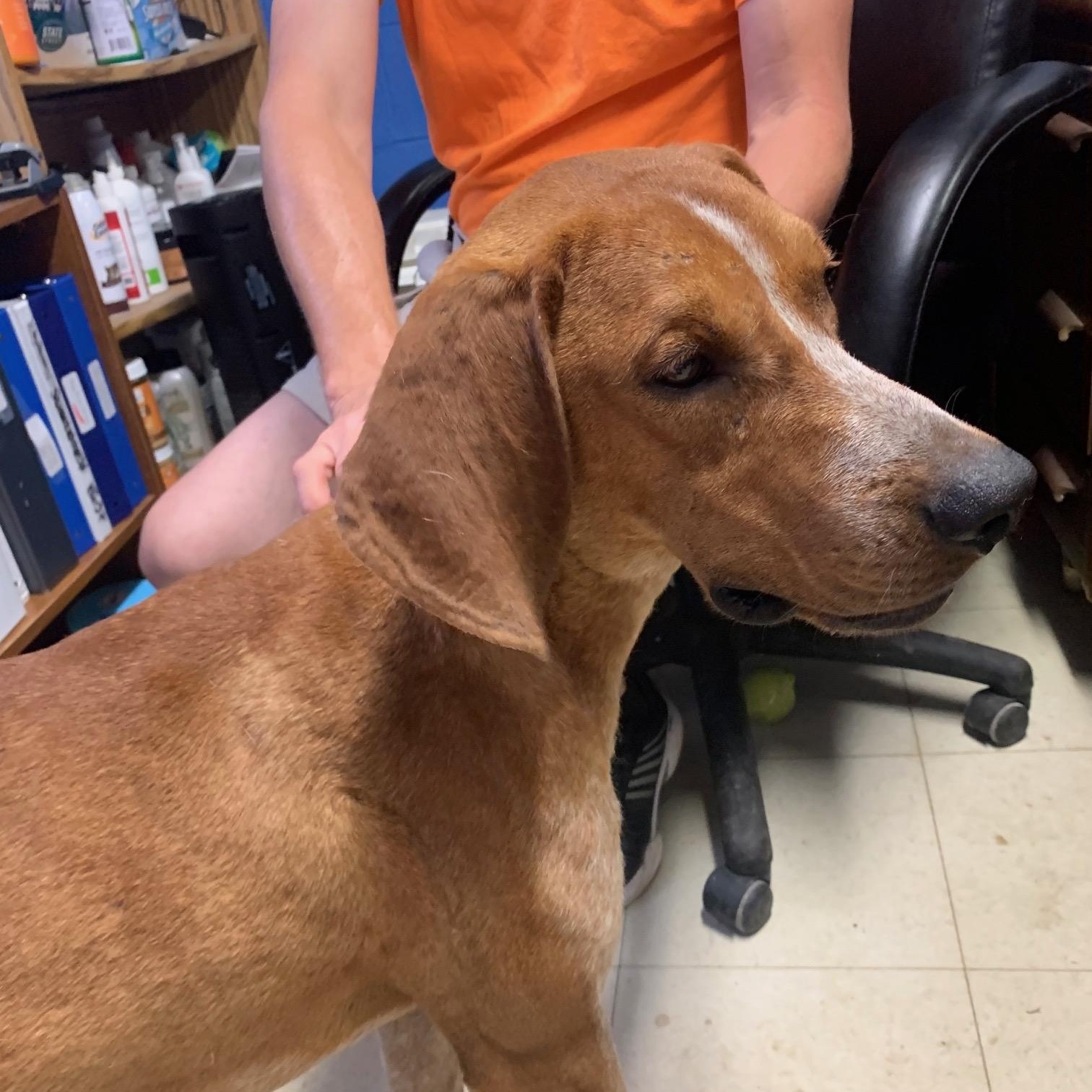 Enlarge Rusty, a Adopted mixed breed in McArthur, OH image 3/5