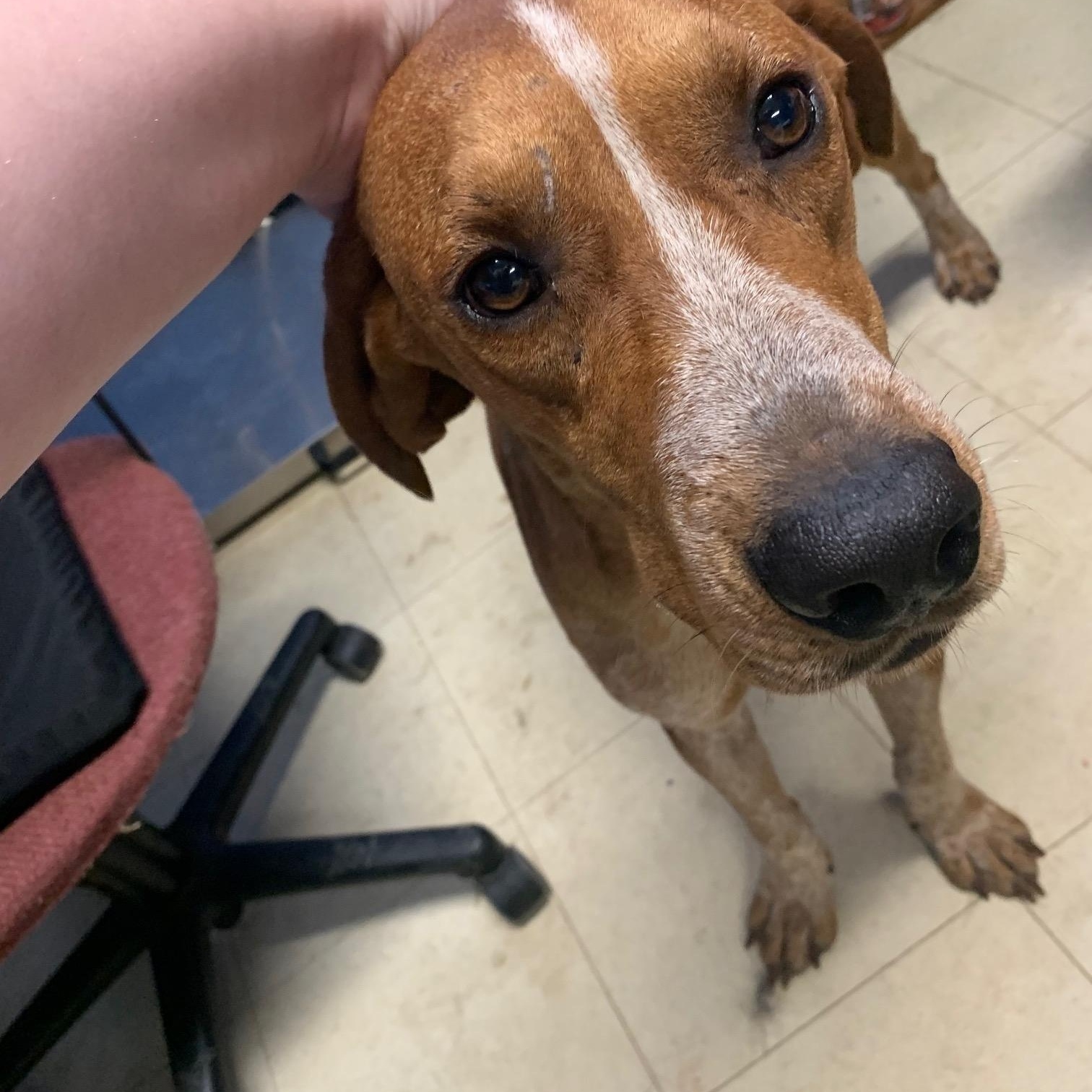 Enlarge Rusty, a Adopted mixed breed in McArthur, OH image 4/5