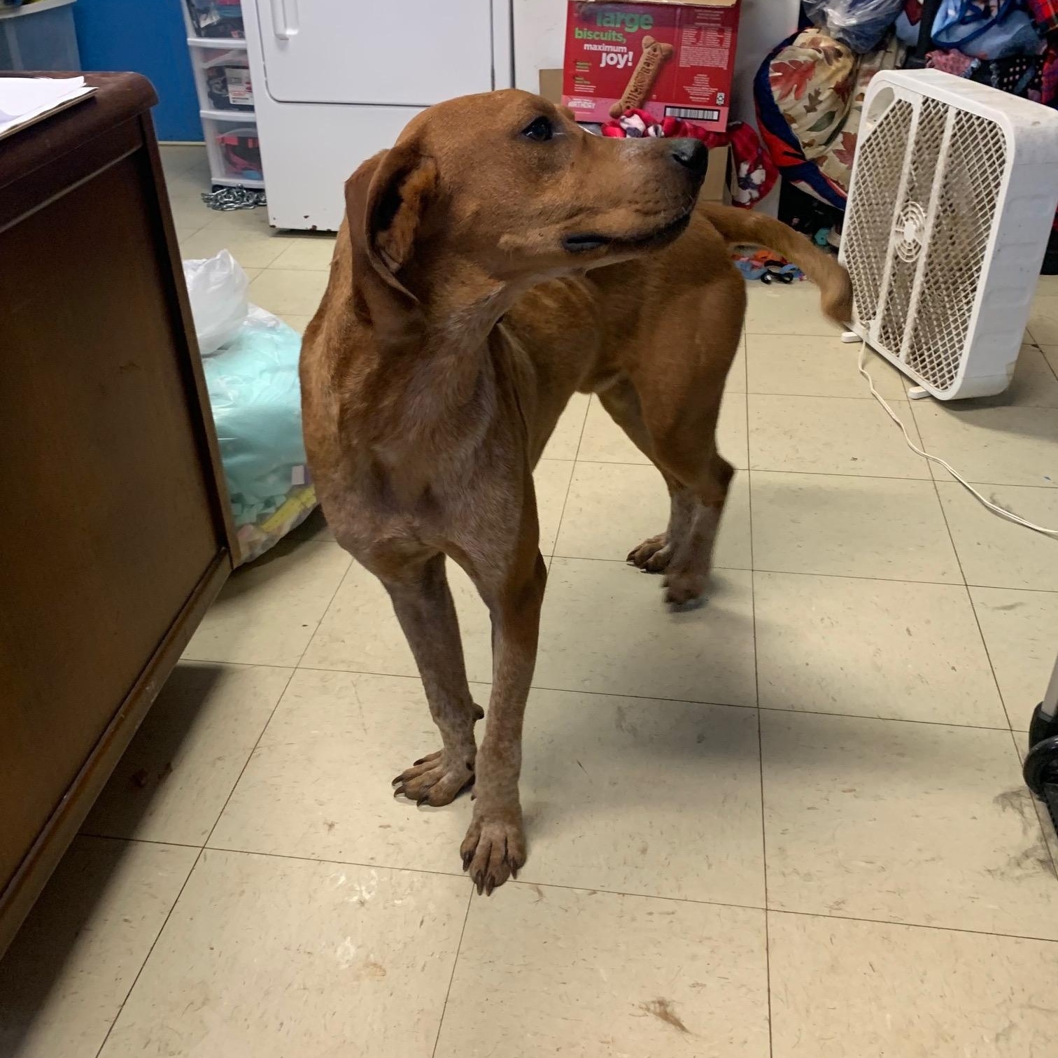 Enlarge Rusty, a Adopted mixed breed in McArthur, OH image 5/5