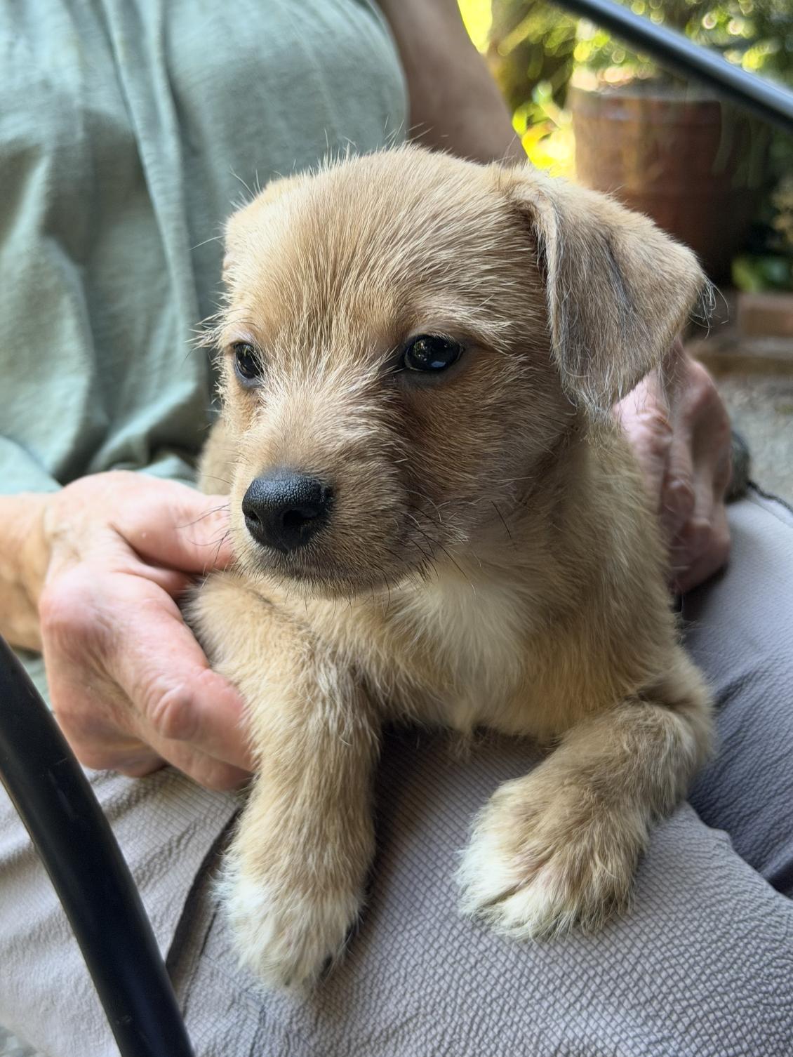 Maple, Willow, & Cedar, an adopted mixed breed in Seattle, WA image 3/3