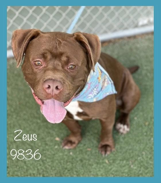 Zeus thumbnail 5
