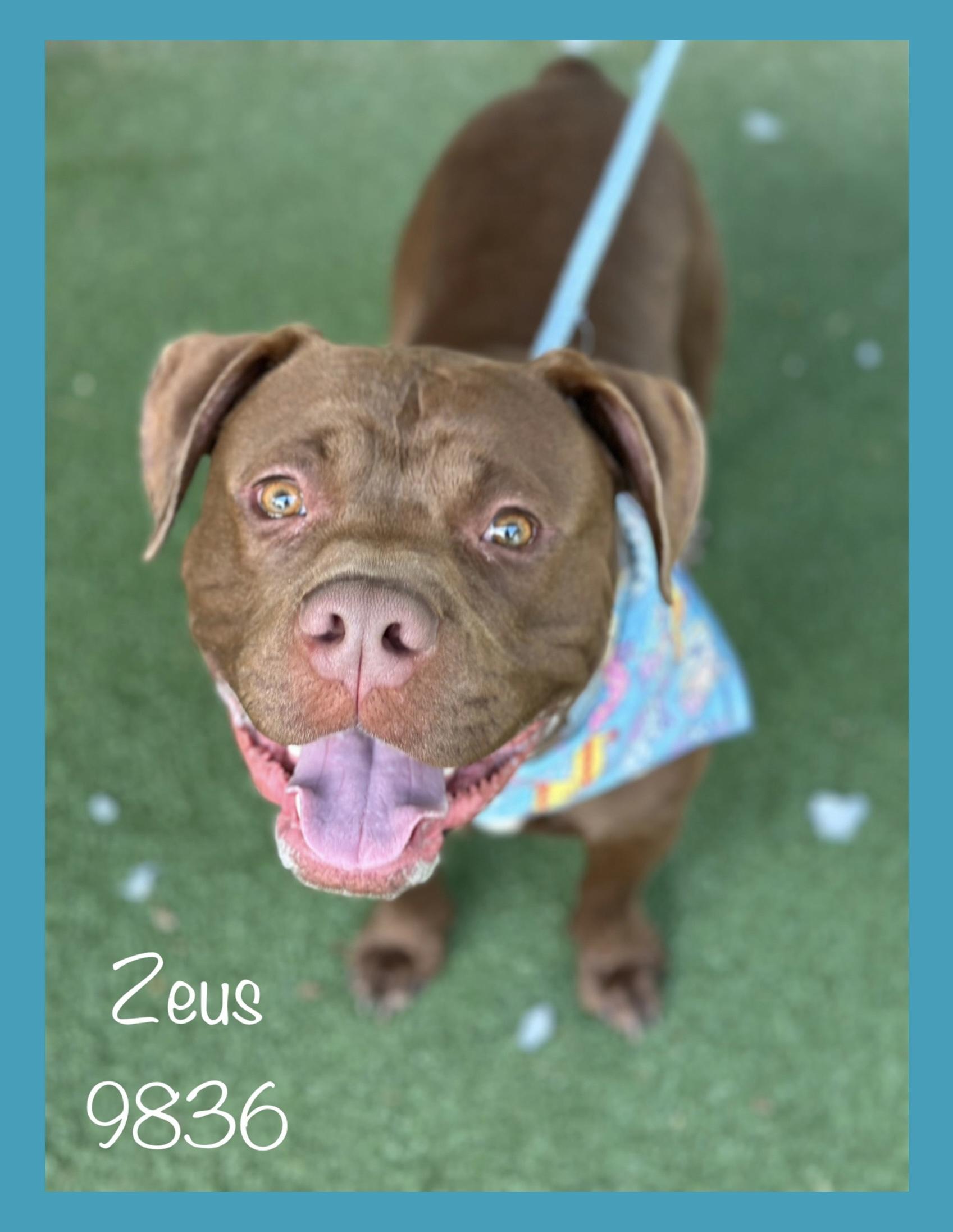 Zeus photo 1