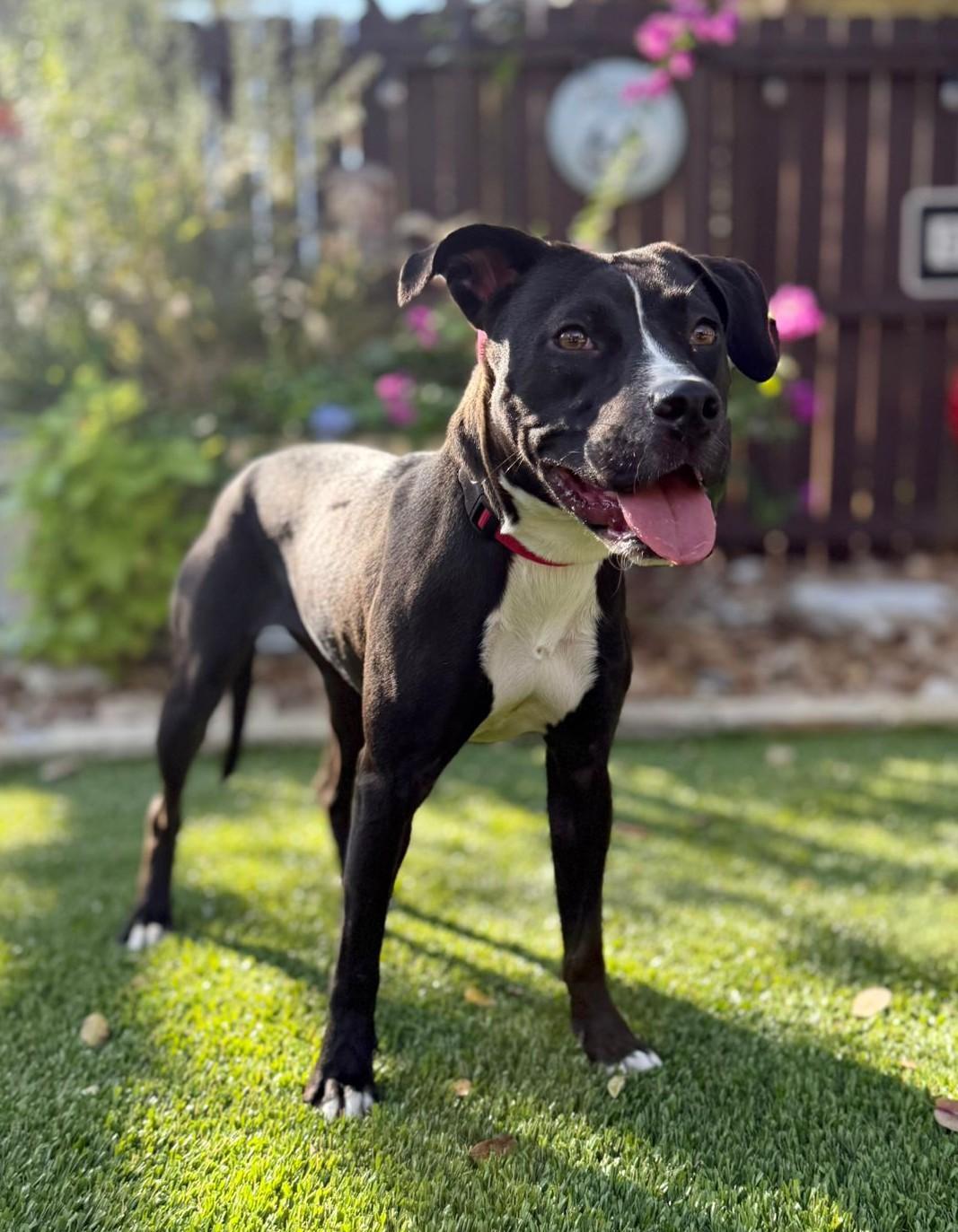 Enlarge Nugget, a ADOPTABLE mixed breed in Southport, CT image 3/6