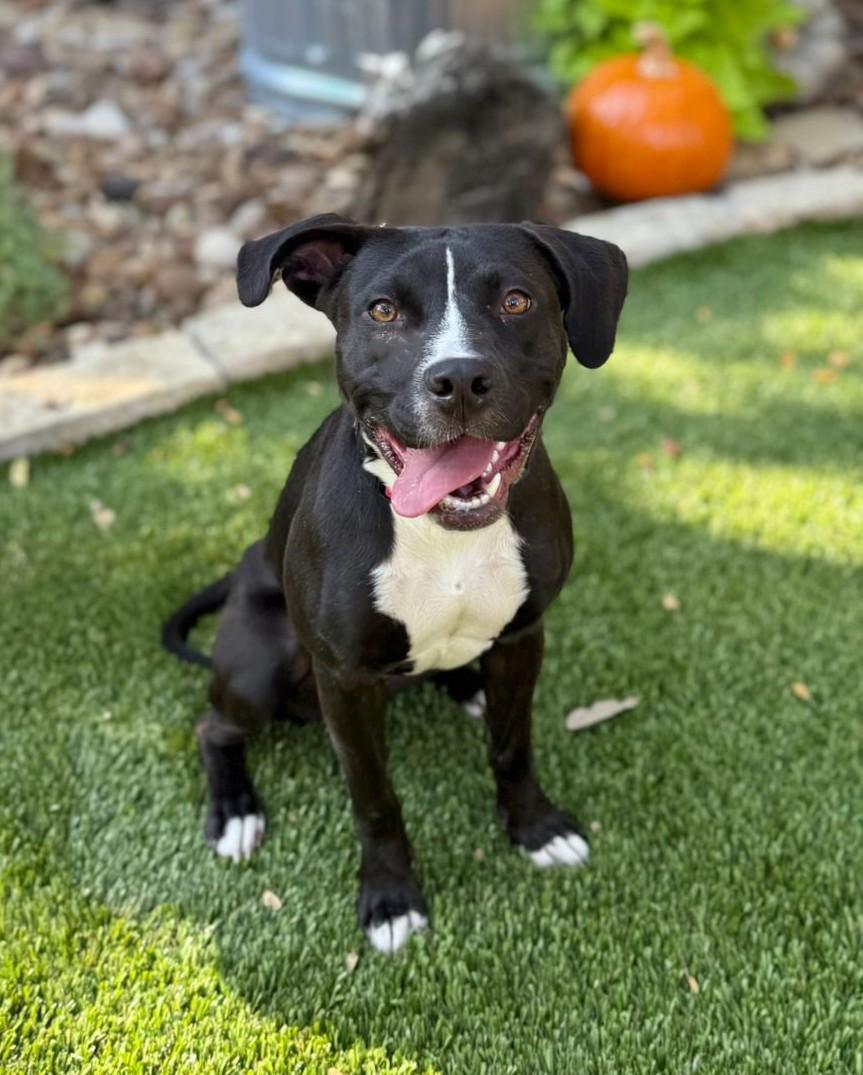 Nugget, ADOPTABLE, Adult Female Labrador Retriever & Terrier.