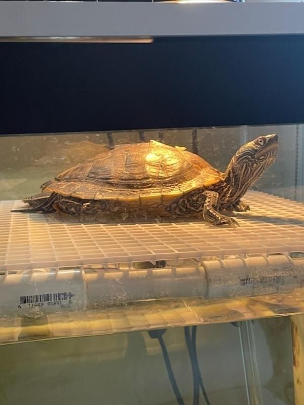 Irma Miss Map Turtle (water turtle), a Adoptable Mississippi Map Turtle in Baltimore, MD image 1/8