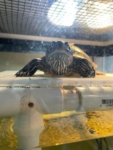 Irma Miss Map Turtle (water turtle), a Adoptable Mississippi Map Turtle in Baltimore, MD image 2/8