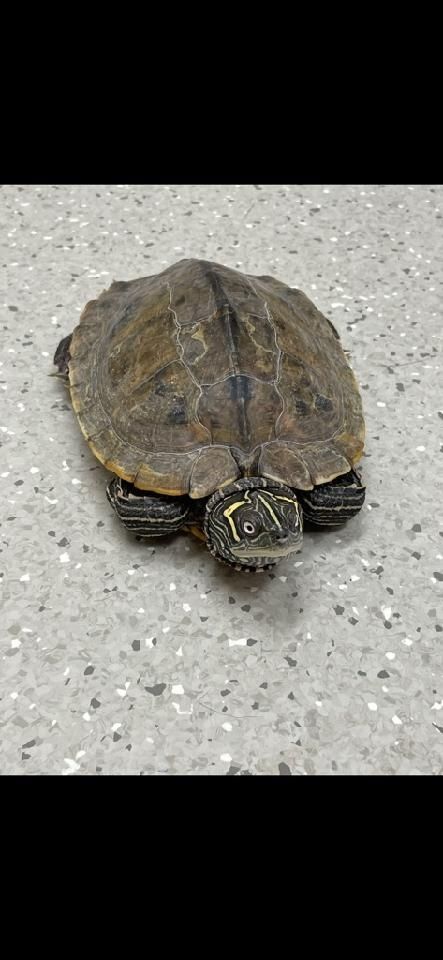 Irma Miss Map Turtle (water turtle), a Adoptable Mississippi Map Turtle in Baltimore, MD image 3/8