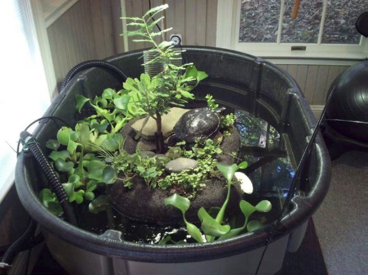 Irma Miss Map Turtle (water turtle), a Adoptable Mississippi Map Turtle in Baltimore, MD image 4/8