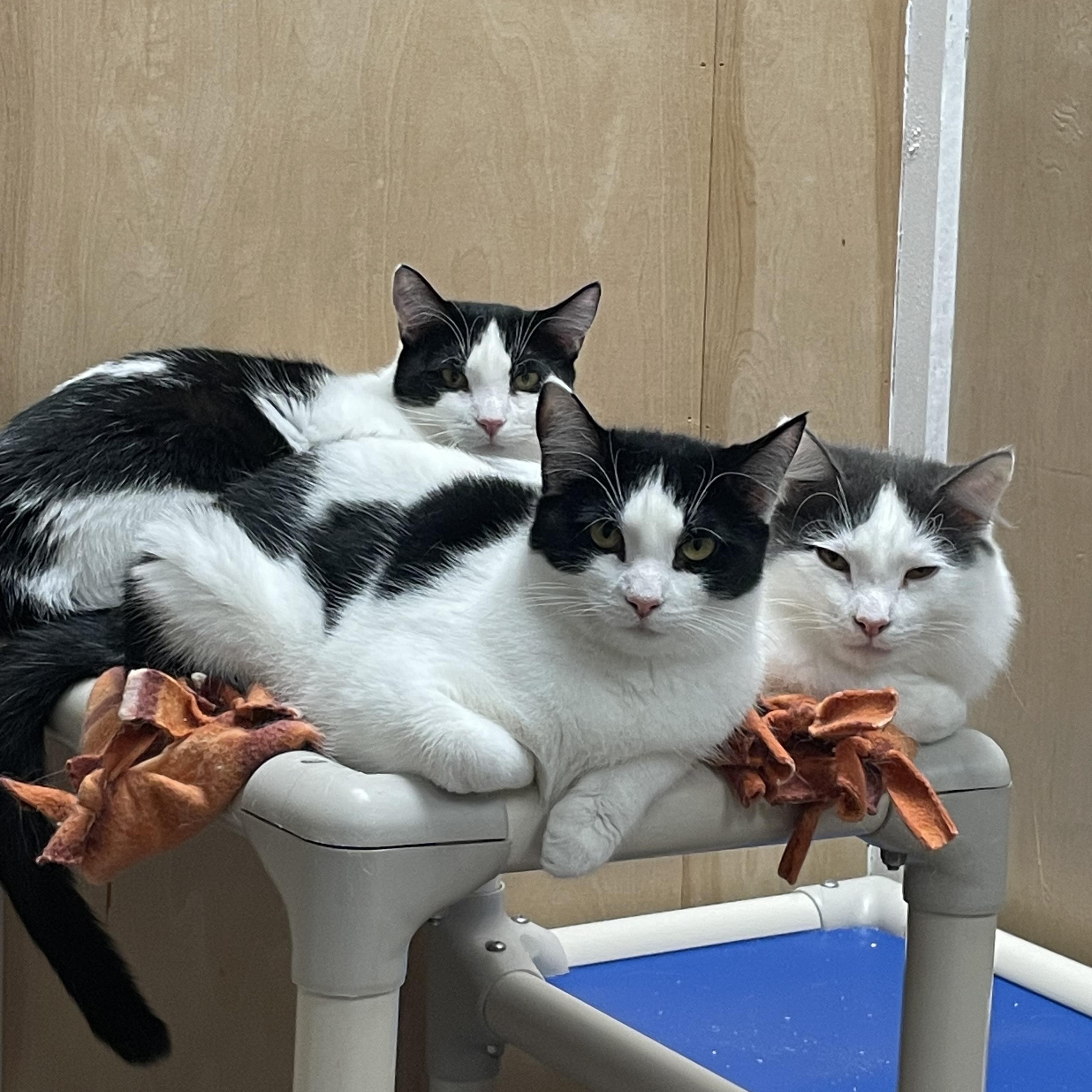 Veronica, Archie and Ranger, Adult Male Domestic Short Hair
