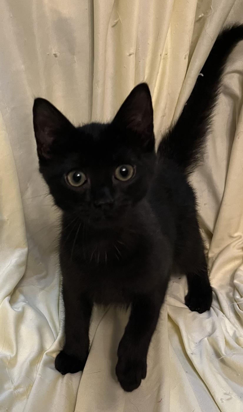 Dani, a Adoptable Domestic Short Hair in Connelly Springs, NC image 4/5