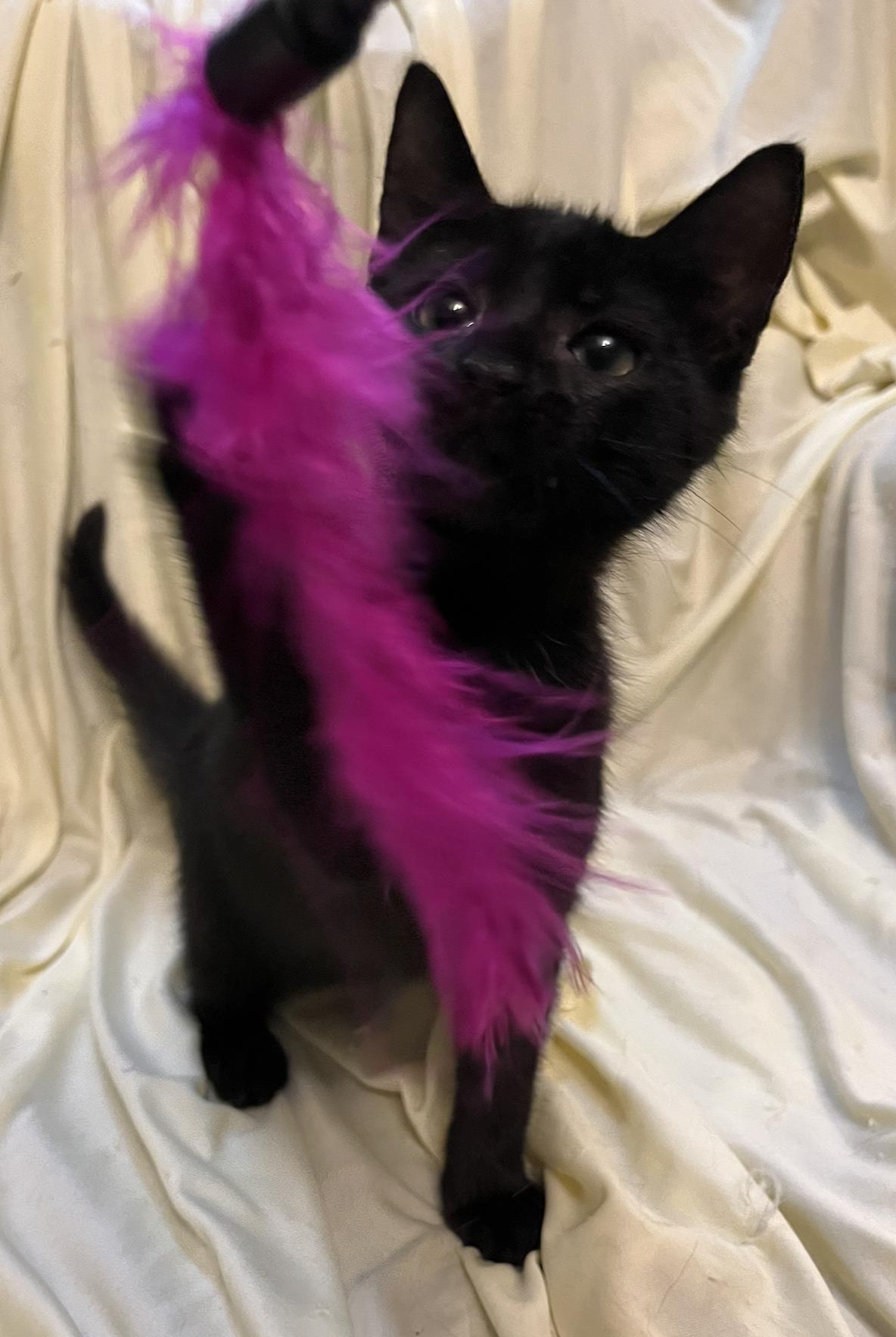 Dani, a Adoptable Domestic Short Hair in Connelly Springs, NC image 5/5
