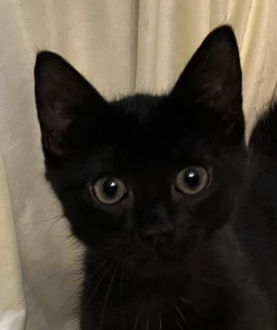 Dani, Adoptable, Kitten Female Domestic Short Hair.