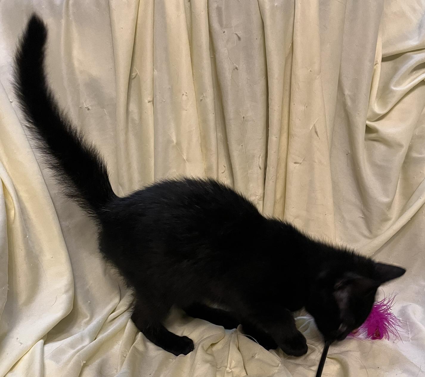 Dani, a Adoptable Domestic Short Hair in Connelly Springs, NC image 3/5