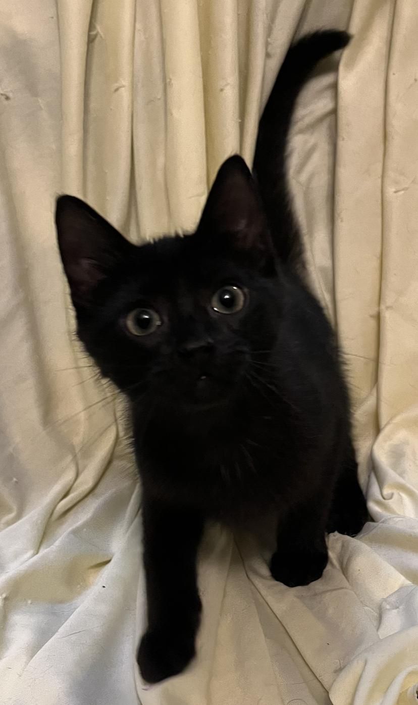 Dani, a Adoptable Domestic Short Hair in Connelly Springs, NC image 2/5