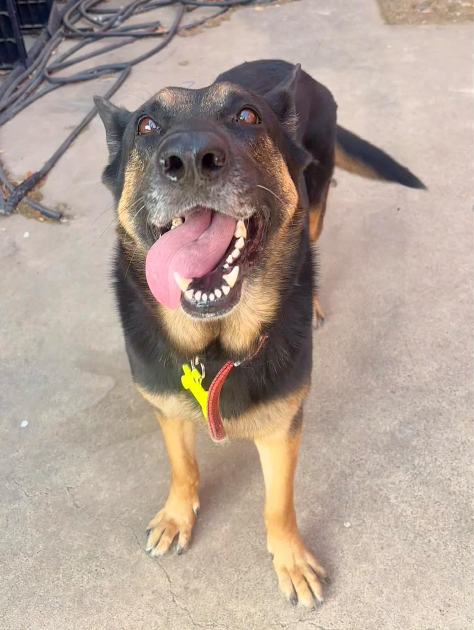 Cindy, Adoptable, Adult Female German Shepherd Dog.