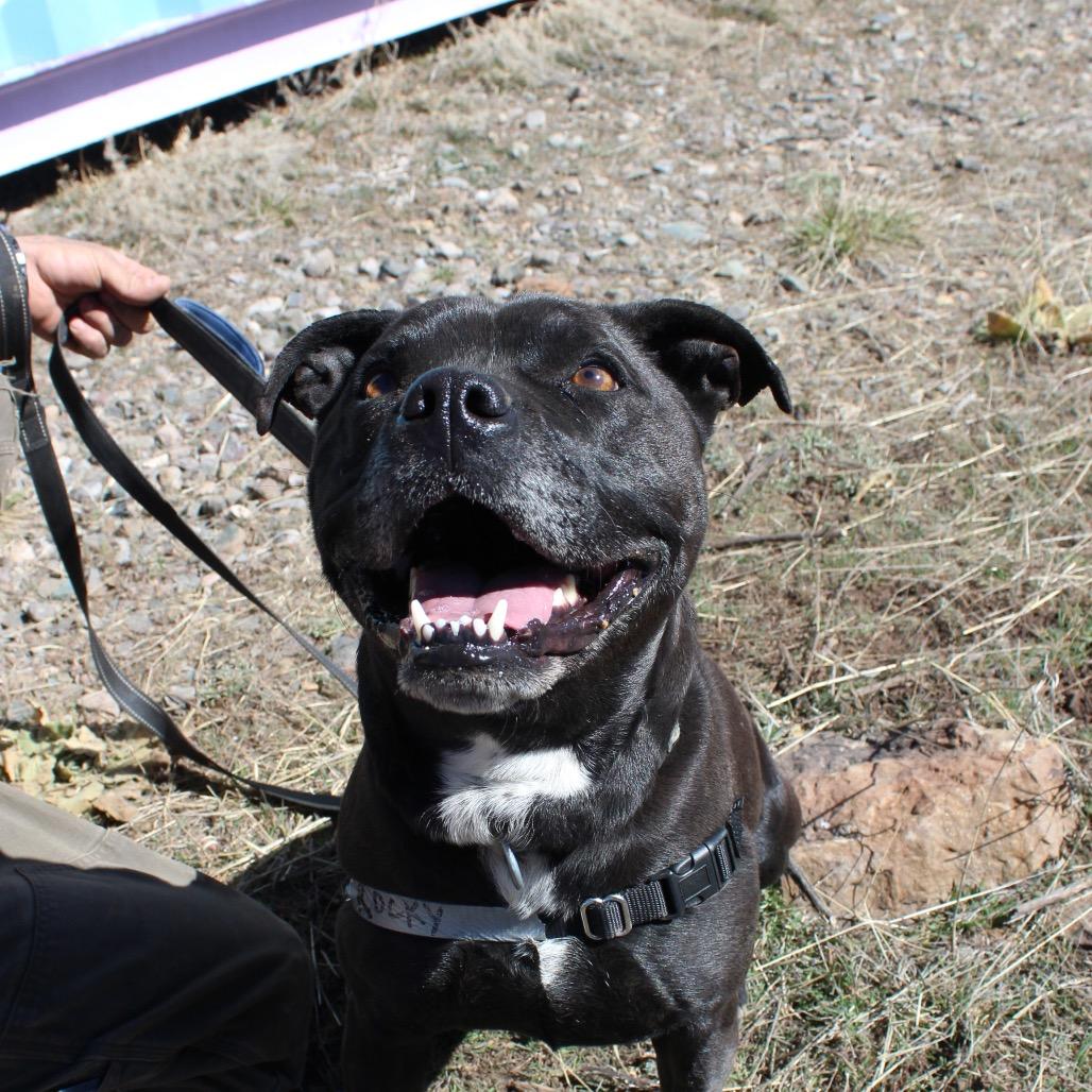 Enlarge ROCKY, a Adoptable mixed breed in Pagosa Springs, CO image 1/6